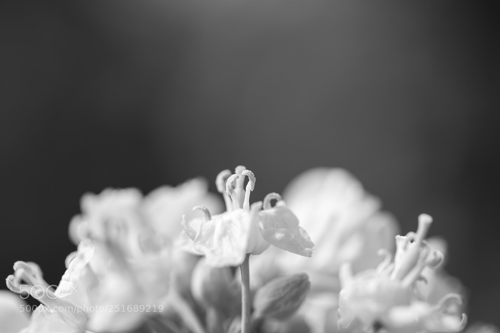 Nikon D850 sample photo. Stamens photography