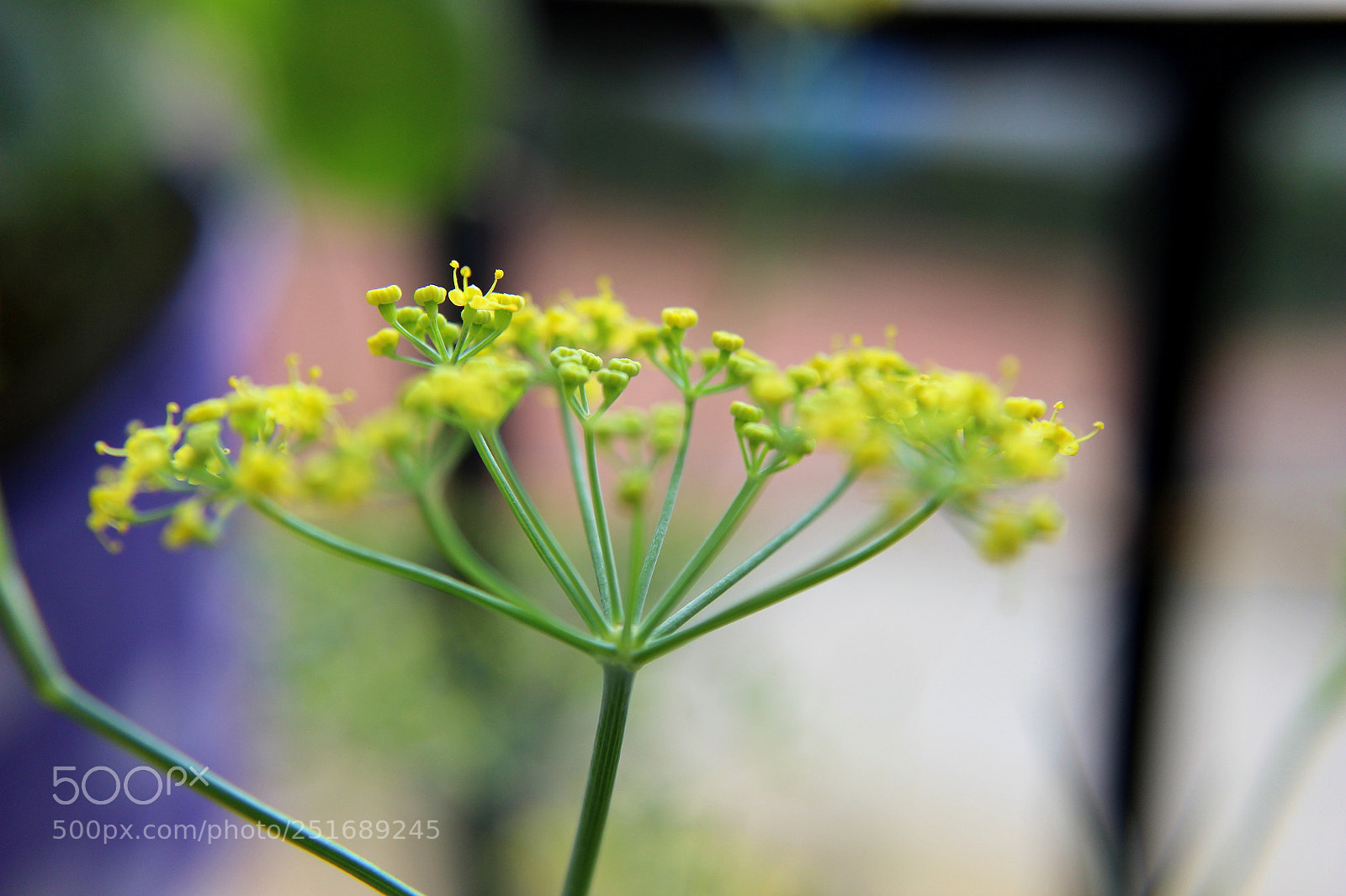 Canon EOS 600D (Rebel EOS T3i / EOS Kiss X5) sample photo. Fennel3 photography