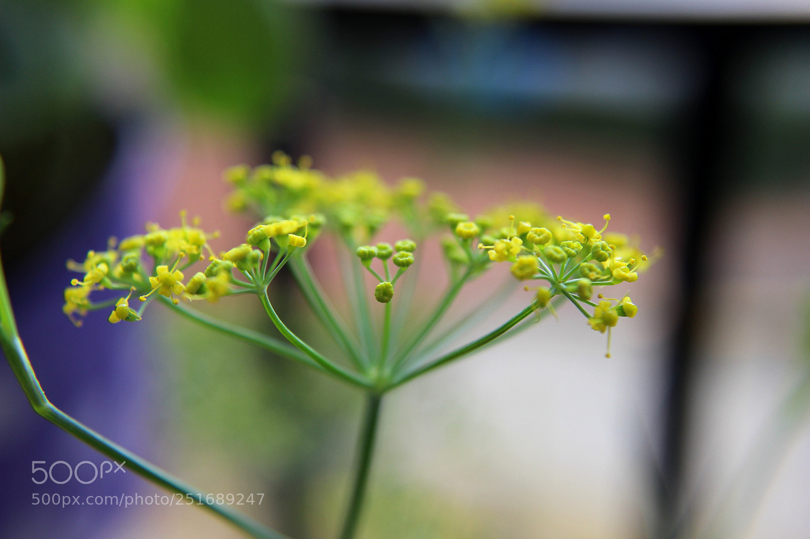 Canon EOS 600D (Rebel EOS T3i / EOS Kiss X5) sample photo. Fennel4 photography