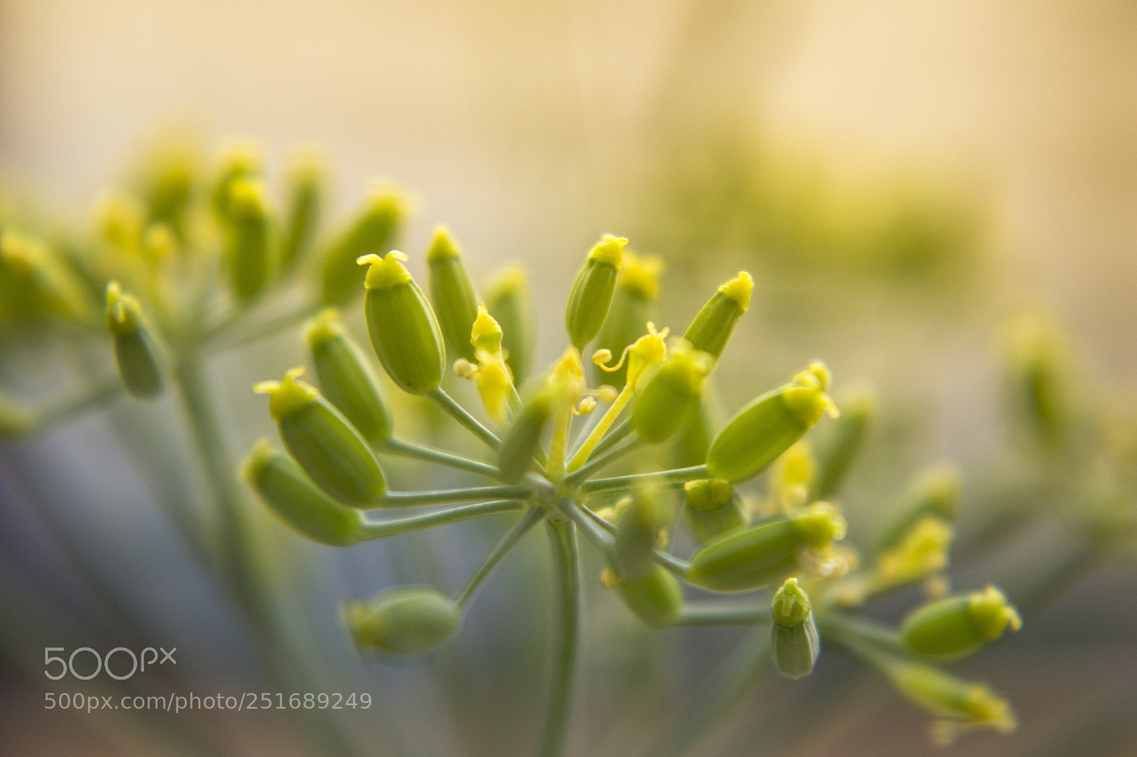 Canon EOS 600D (Rebel EOS T3i / EOS Kiss X5) sample photo. Fennel5 photography