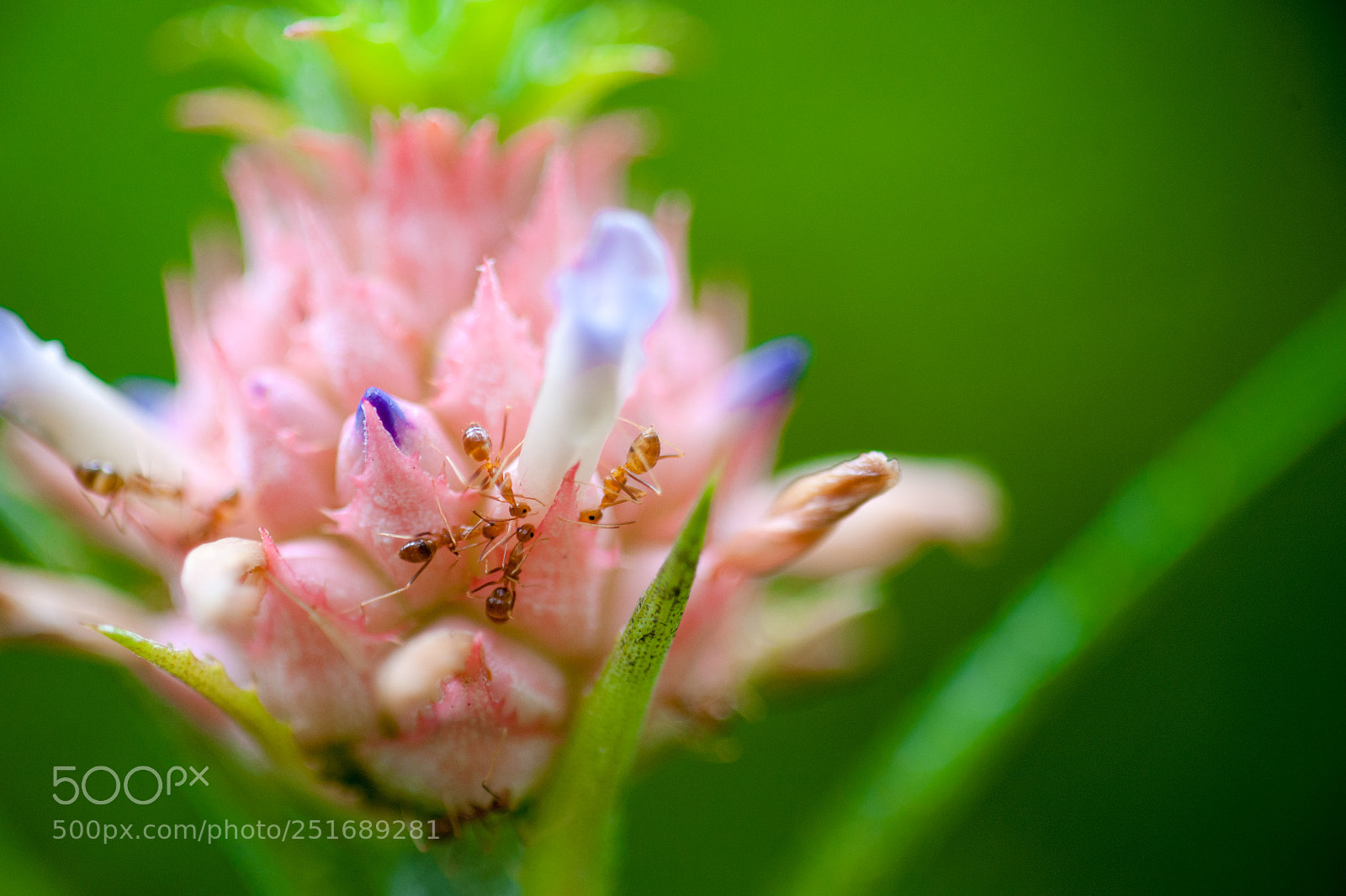 Nikon D700 sample photo. Pineapple & ants photography