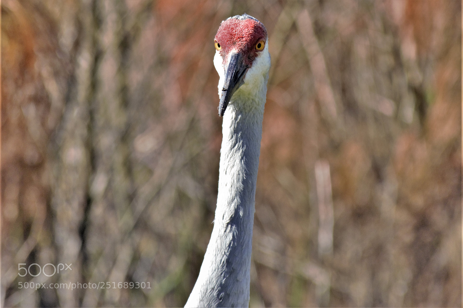 Nikon D7100 sample photo. Sand crane (say what?) photography