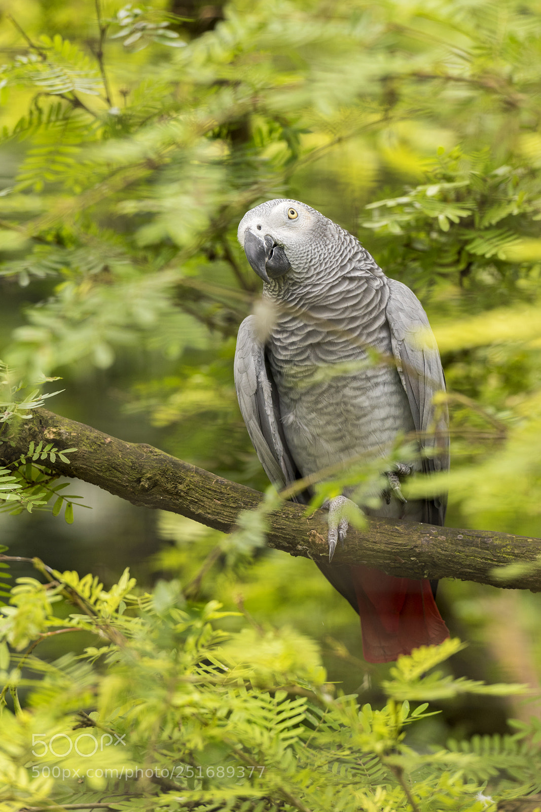 Nikon D810 sample photo. Bird on the tree. photography