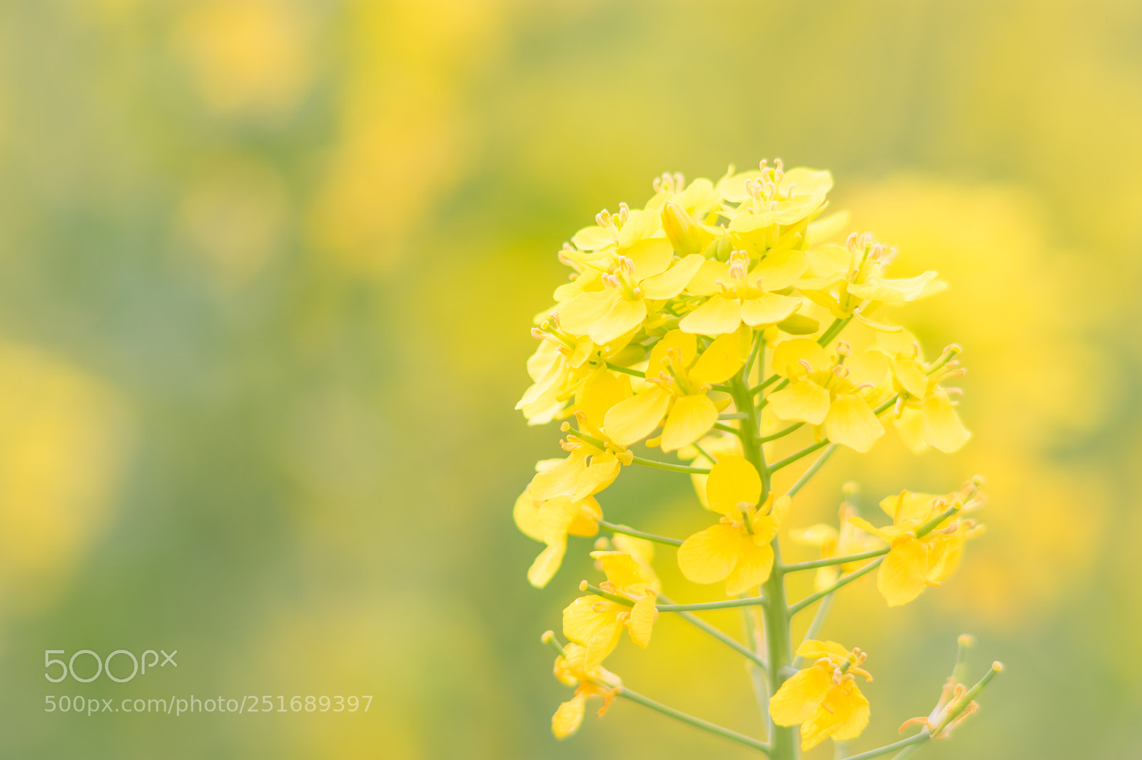 Nikon D7200 sample photo. Spring photography
