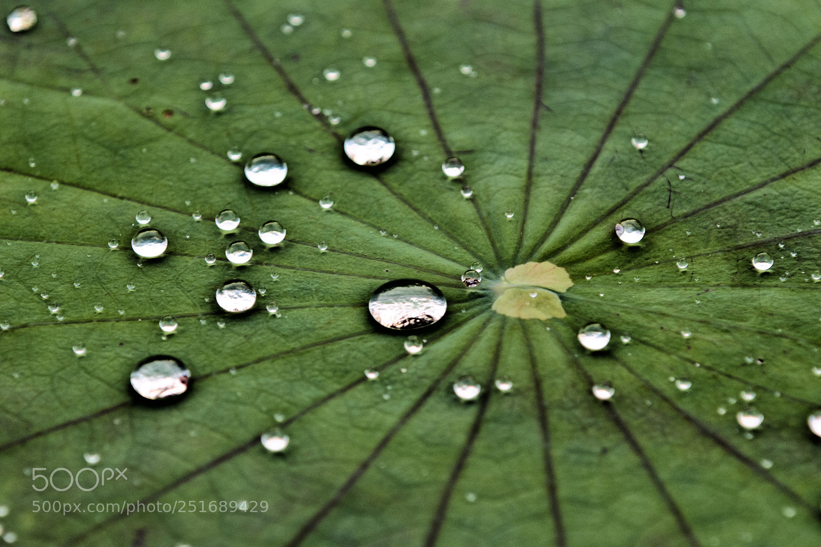 Nikon D300 sample photo. Hydrophobic photography