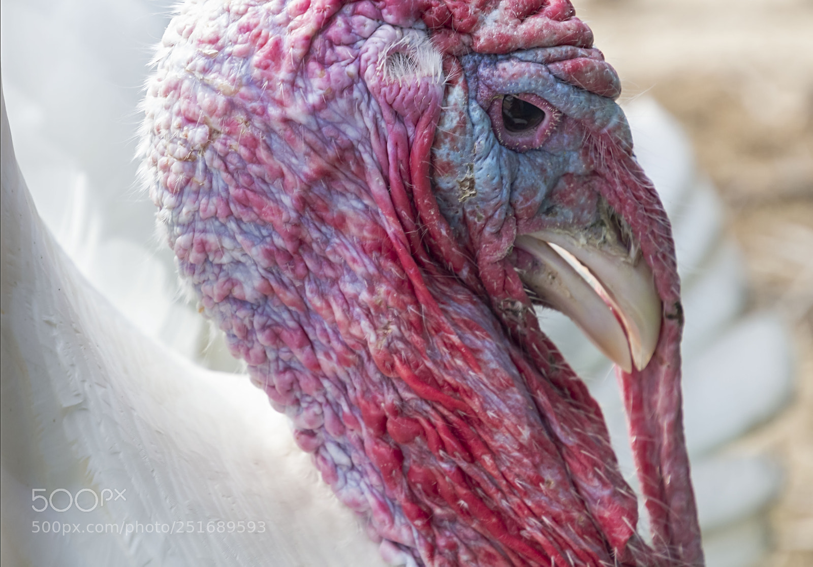 Canon EOS 100D (EOS Rebel SL1 / EOS Kiss X7) sample photo. The white turkey... photography