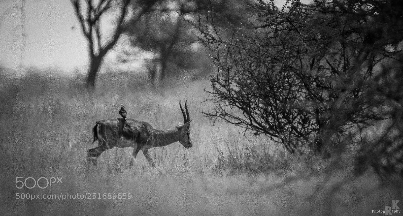 Canon EOS 600D (Rebel EOS T3i / EOS Kiss X5) sample photo. Black drongo + chinkara photography