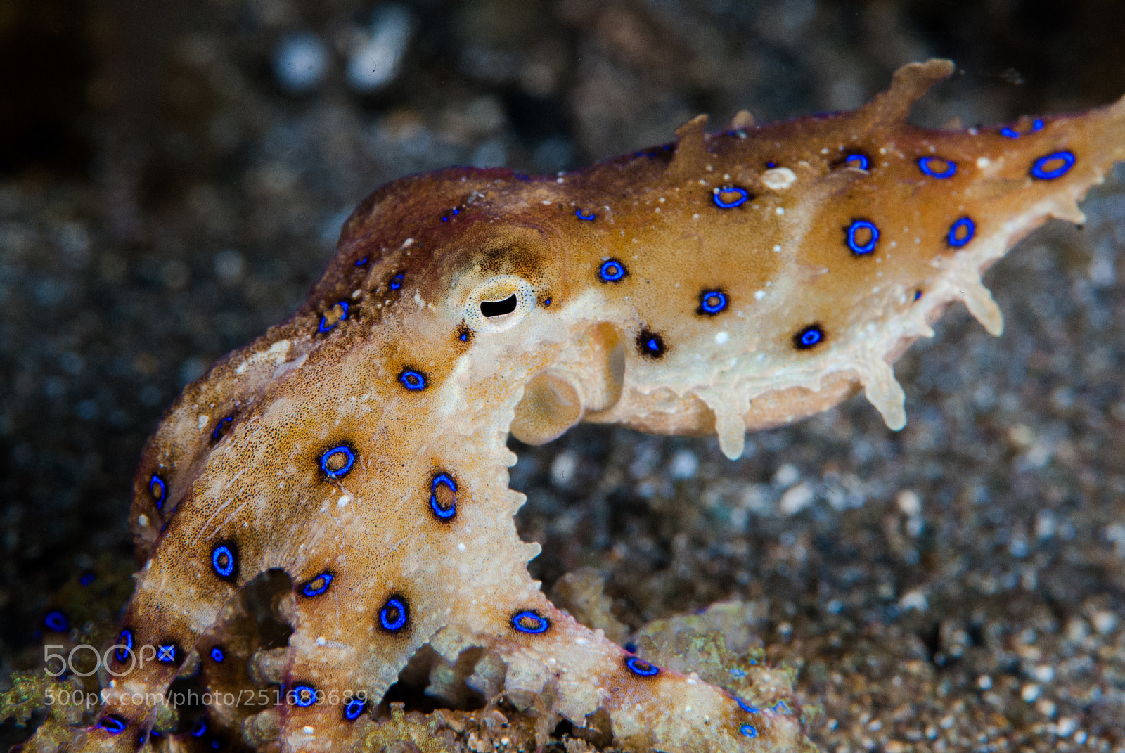 Nikon D200 sample photo. Blue ring octopus photography