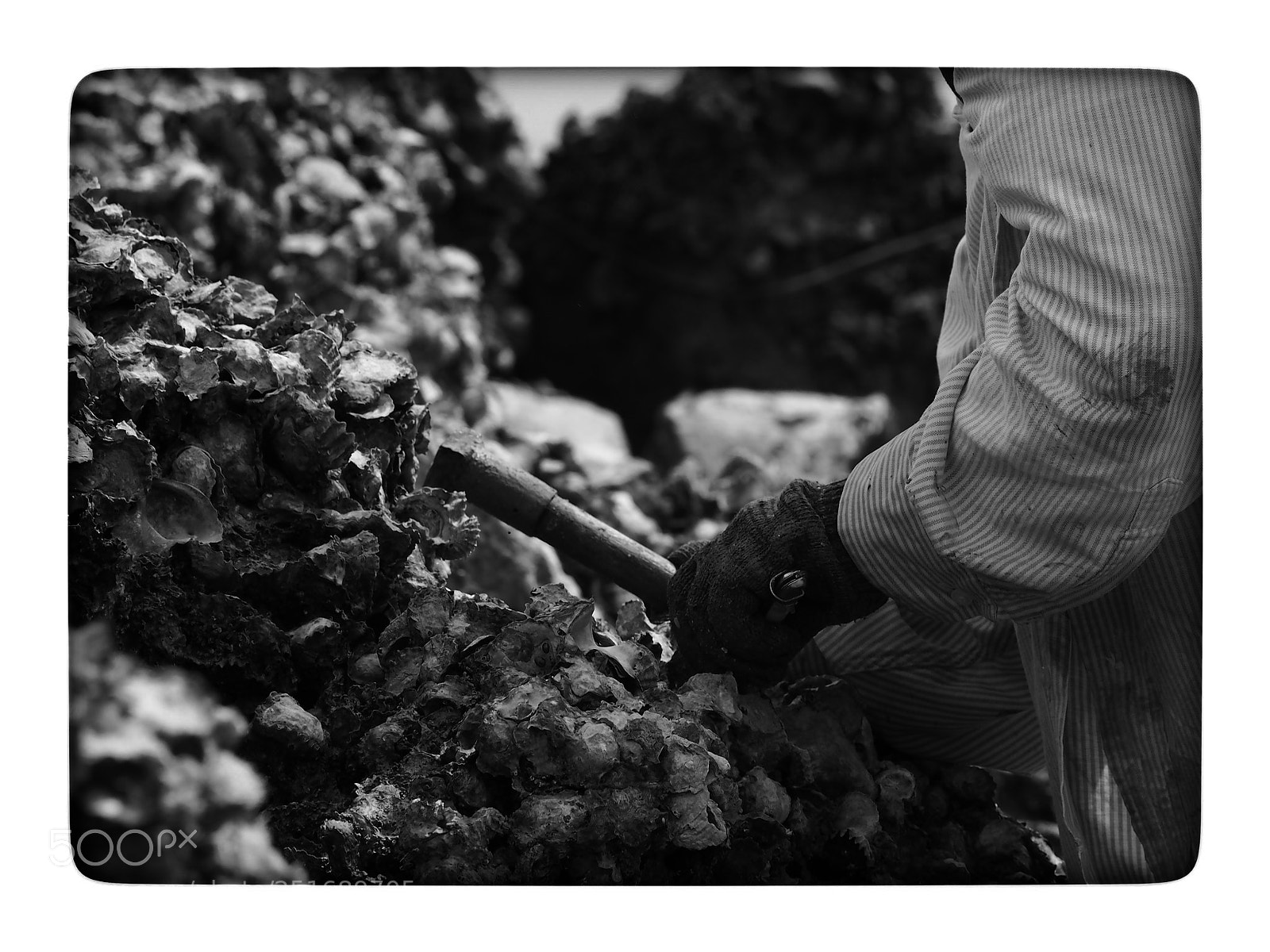 Olympus PEN E-PL7 sample photo. Oyster harvest #01 photography