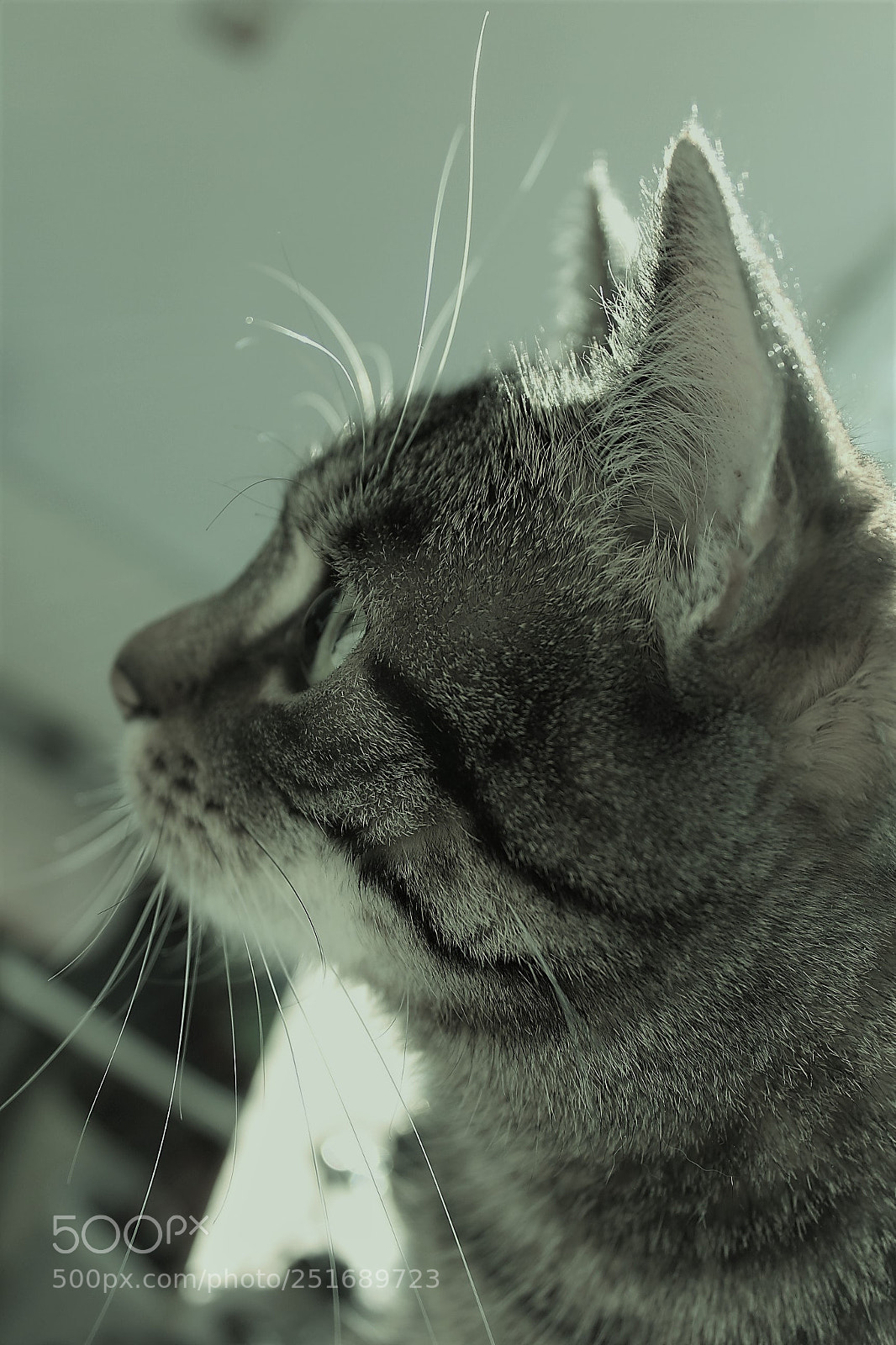Canon EOS 1300D (EOS Rebel T6 / EOS Kiss X80) sample photo. Cat profil photography