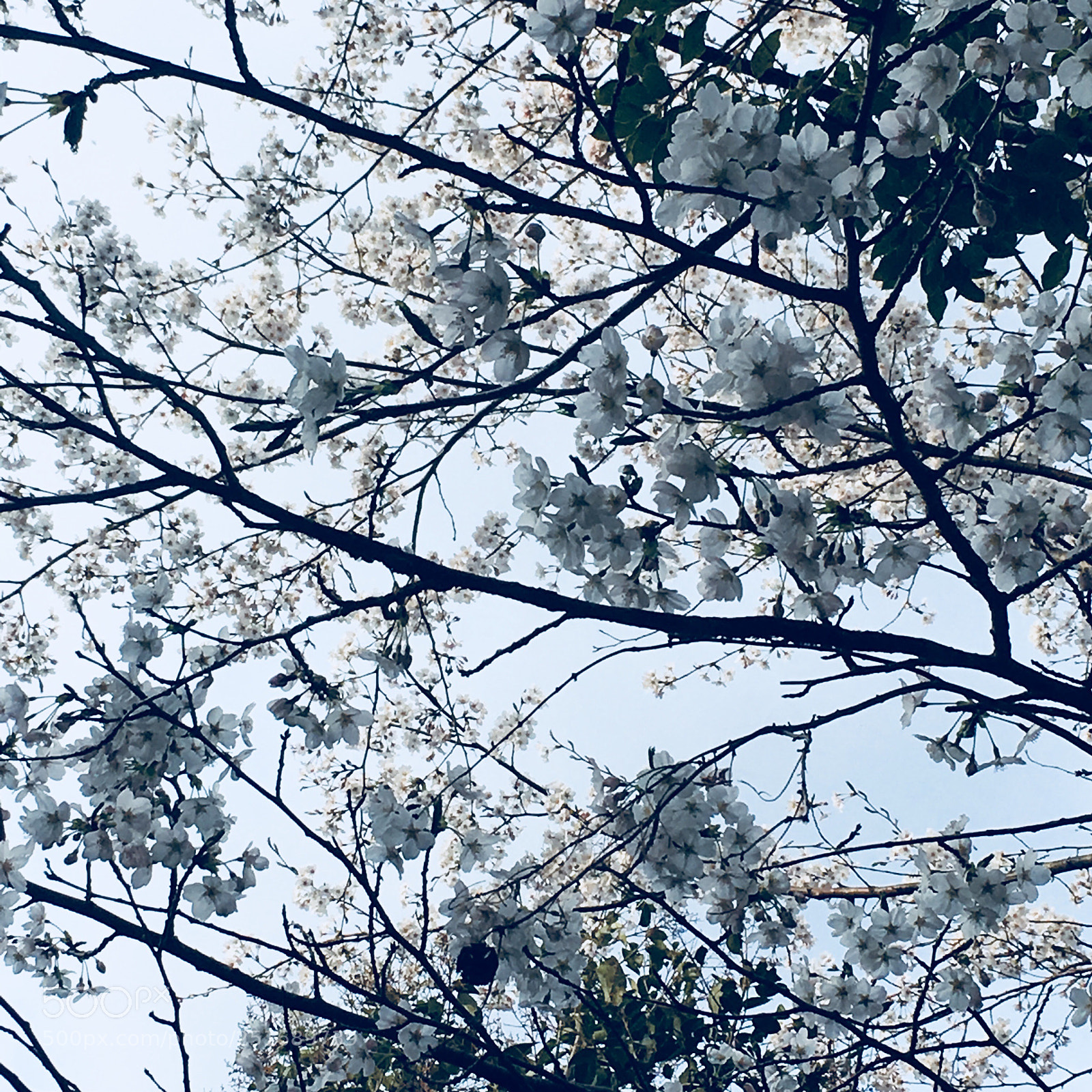 Apple iPhone 6s sample photo. Untitled photography