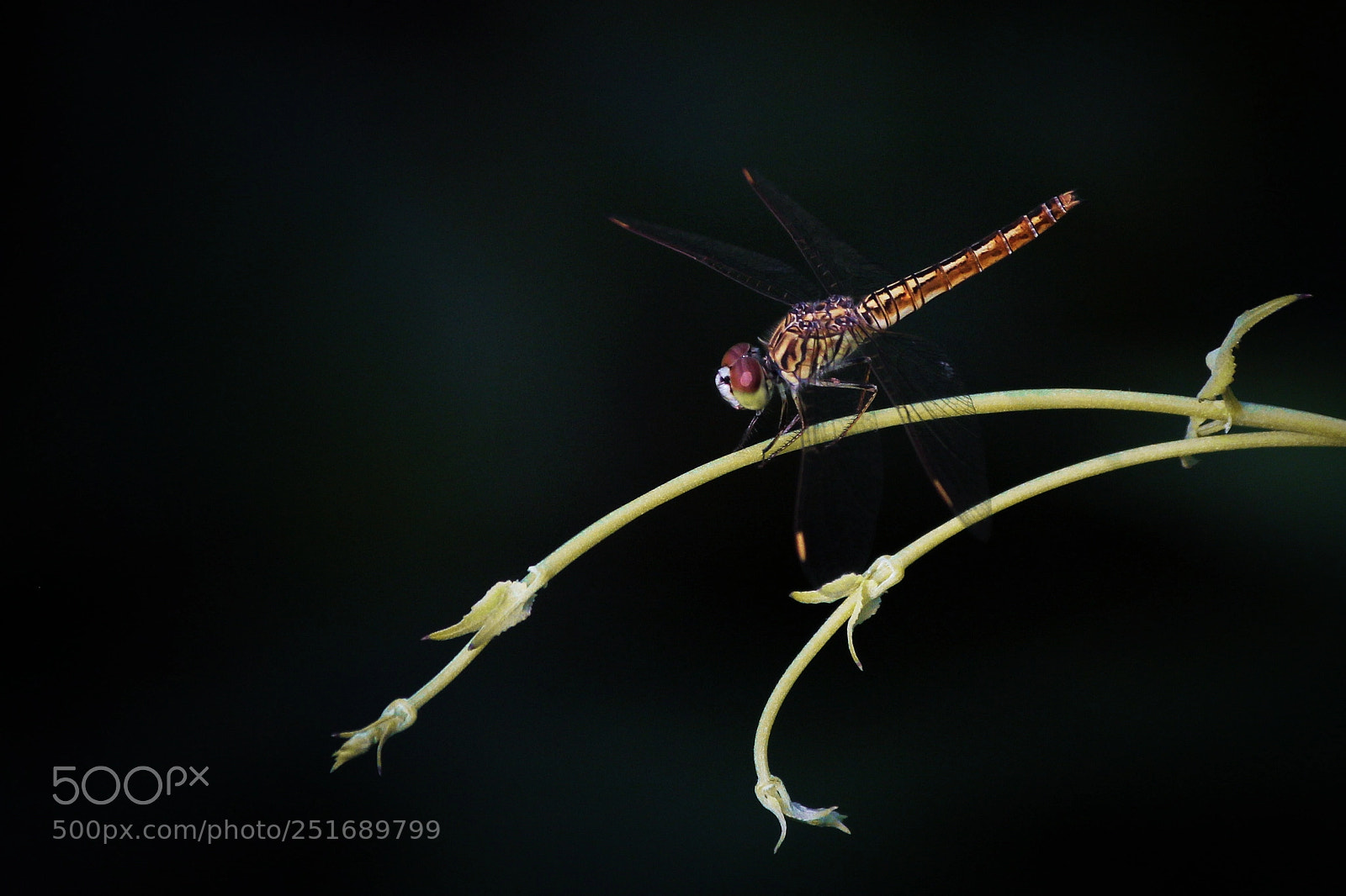 Canon EOS 550D (EOS Rebel T2i / EOS Kiss X4) sample photo. Dragonfly catwalk photography