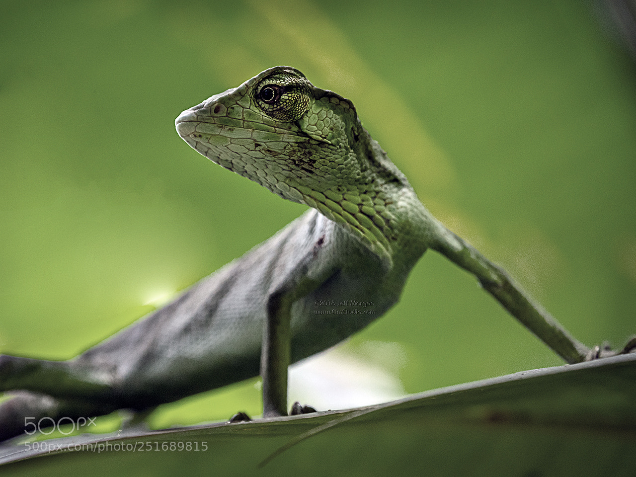 Panasonic Lumix DC-G9 sample photo. Costa rica photography workshop photography