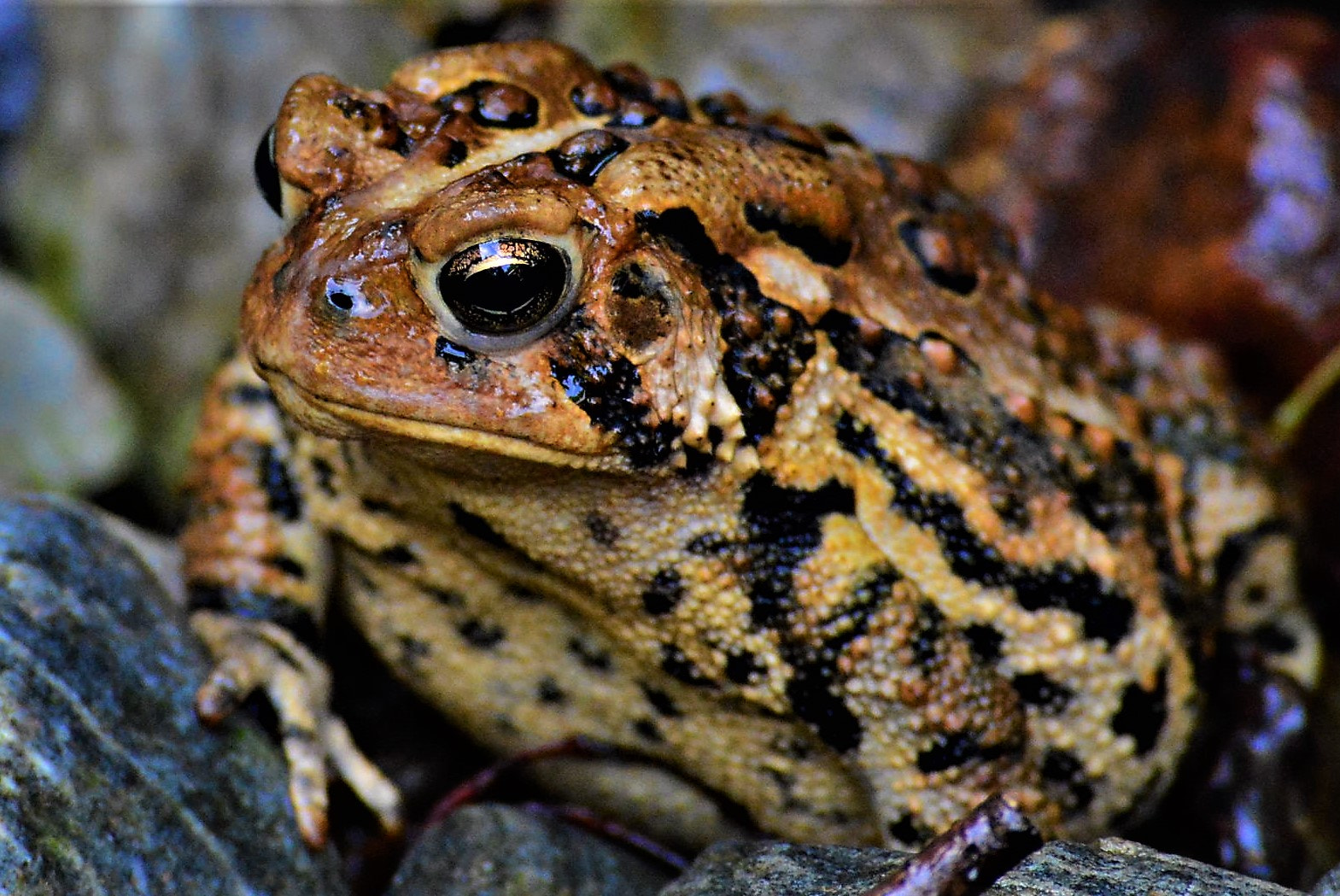 Nikon D7100 sample photo. Toad photography