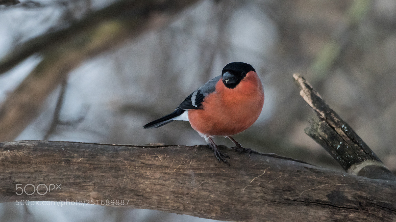 Sony ILCA-77M2 sample photo. Bullfinch at park photography