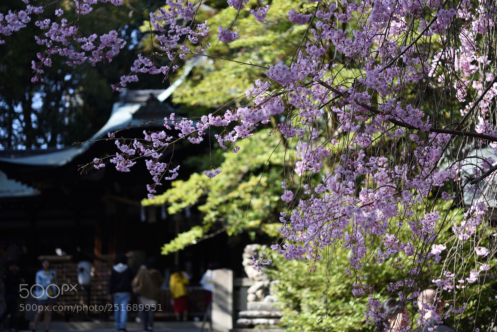 Nikon AF-S Micro-Nikkor 60mm F2.8G ED sample photo. 京都・岡崎神社の桜 (2) photography