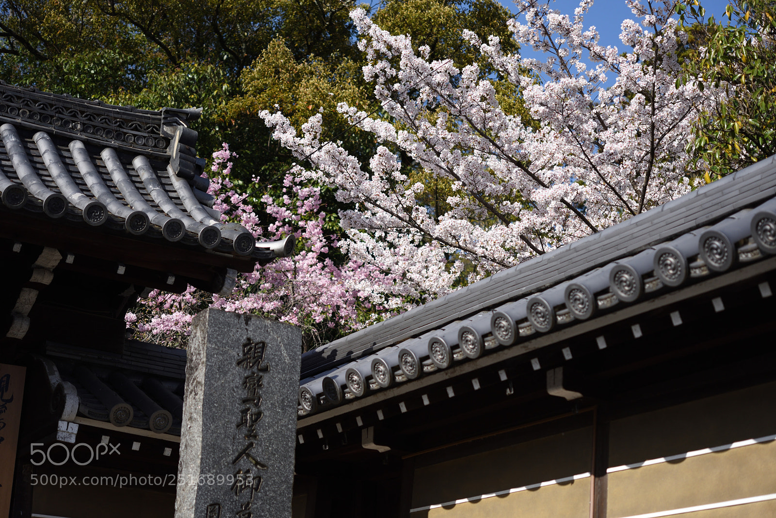 Nikon AF-S Micro-Nikkor 60mm F2.8G ED sample photo. 京都・岡崎神社の桜 photography