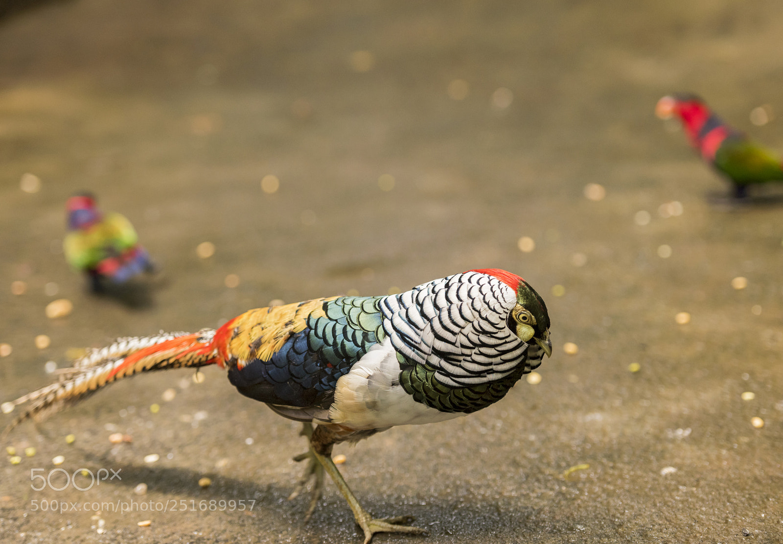 Nikon D810 sample photo. Colorful bird in the photography