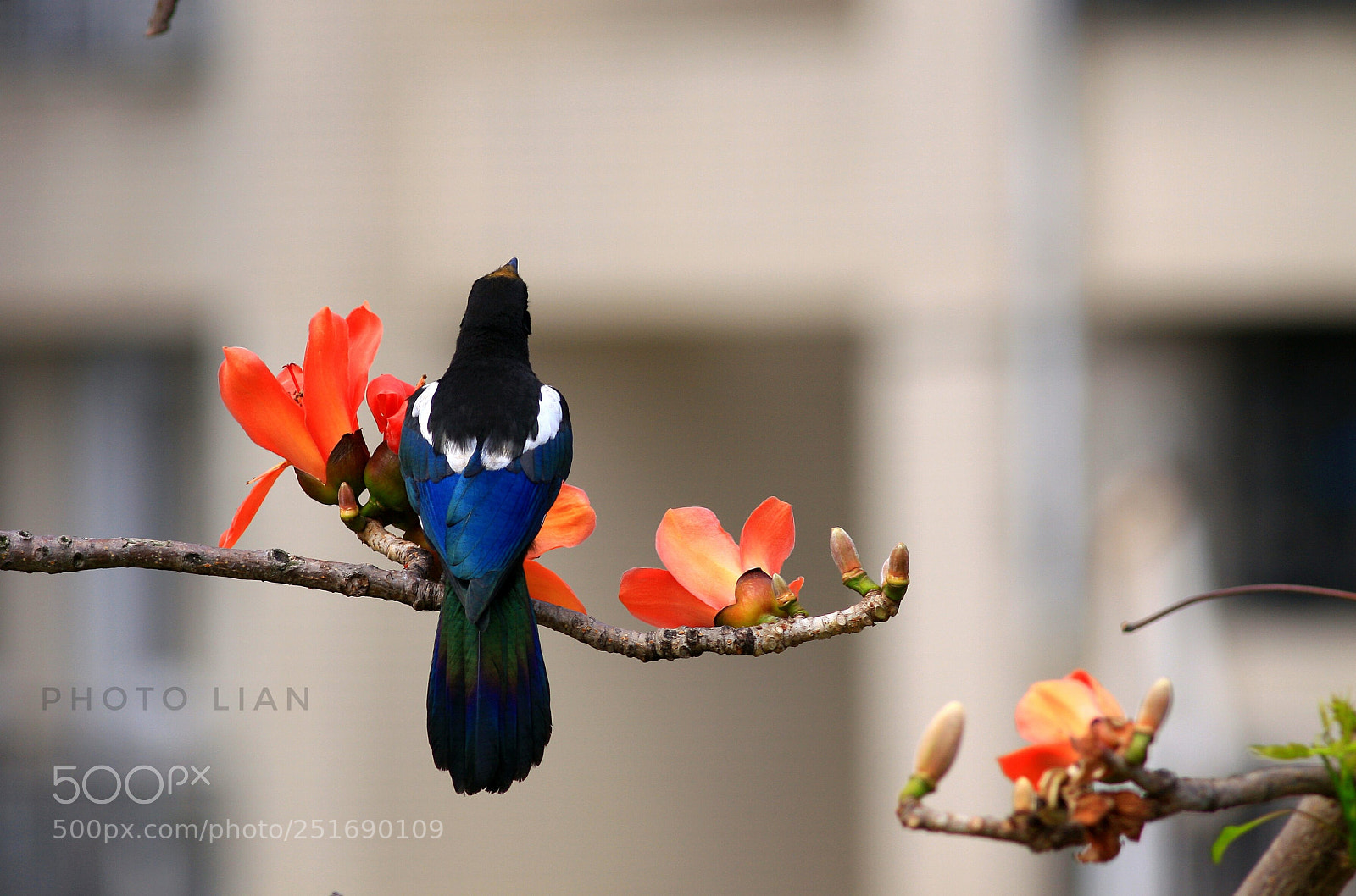 Canon EOS 50D sample photo. 美背 photography