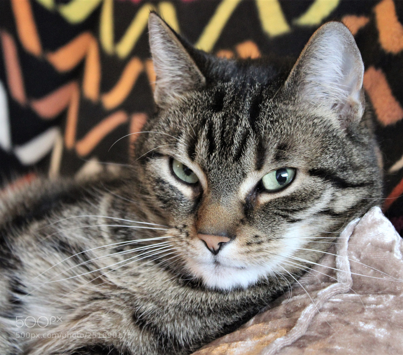 Canon EOS 1300D (EOS Rebel T6 / EOS Kiss X80) sample photo. Augenblick photography