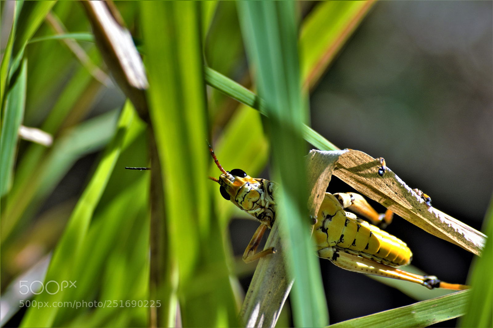 Nikon D7100 sample photo. Peek-a-boo photography