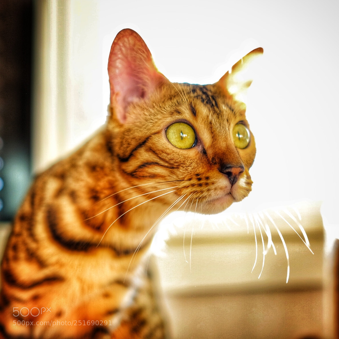 Fujifilm X-T10 sample photo. Cat jolly photography