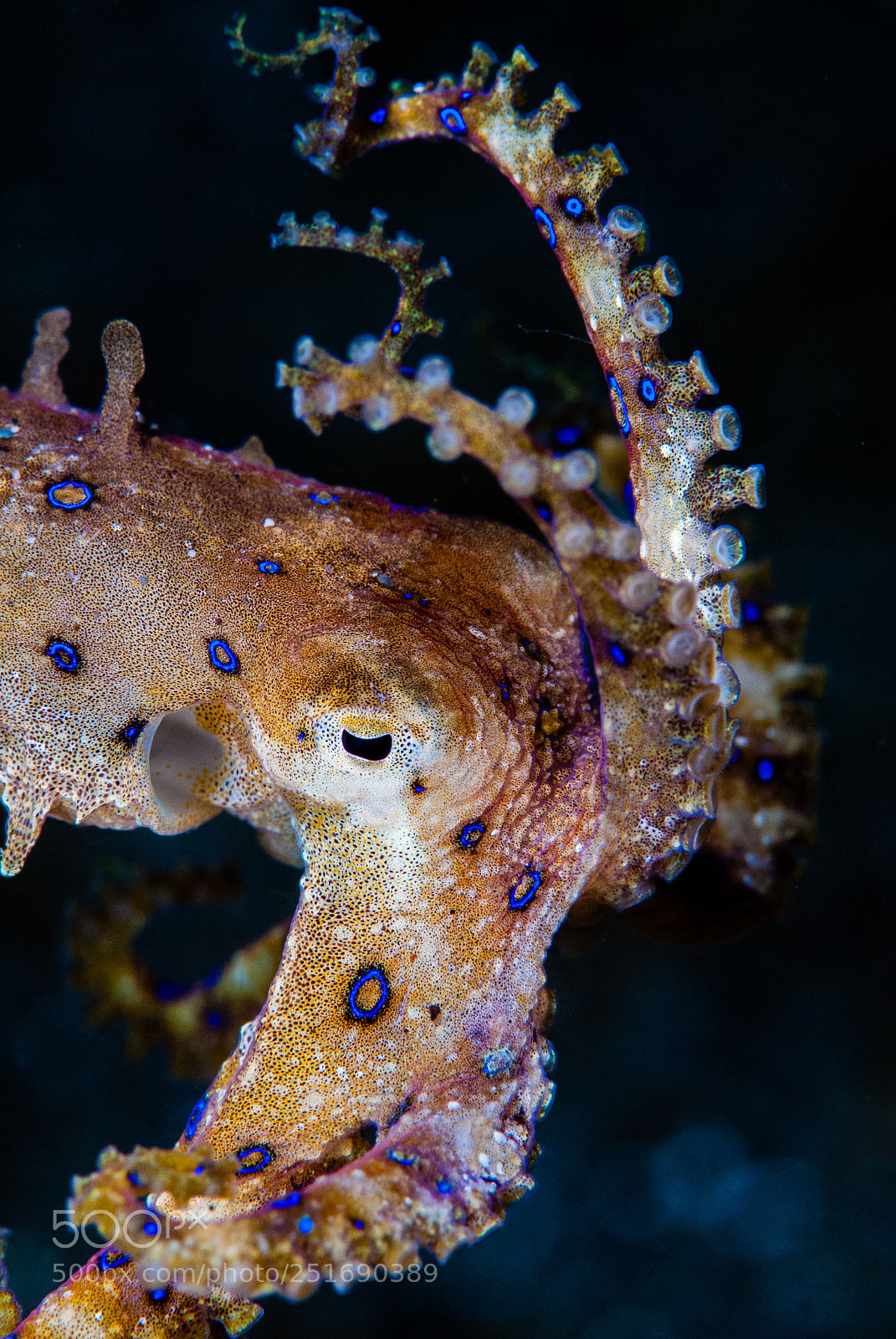 Nikon D200 sample photo. Hunting blue ring octopus photography