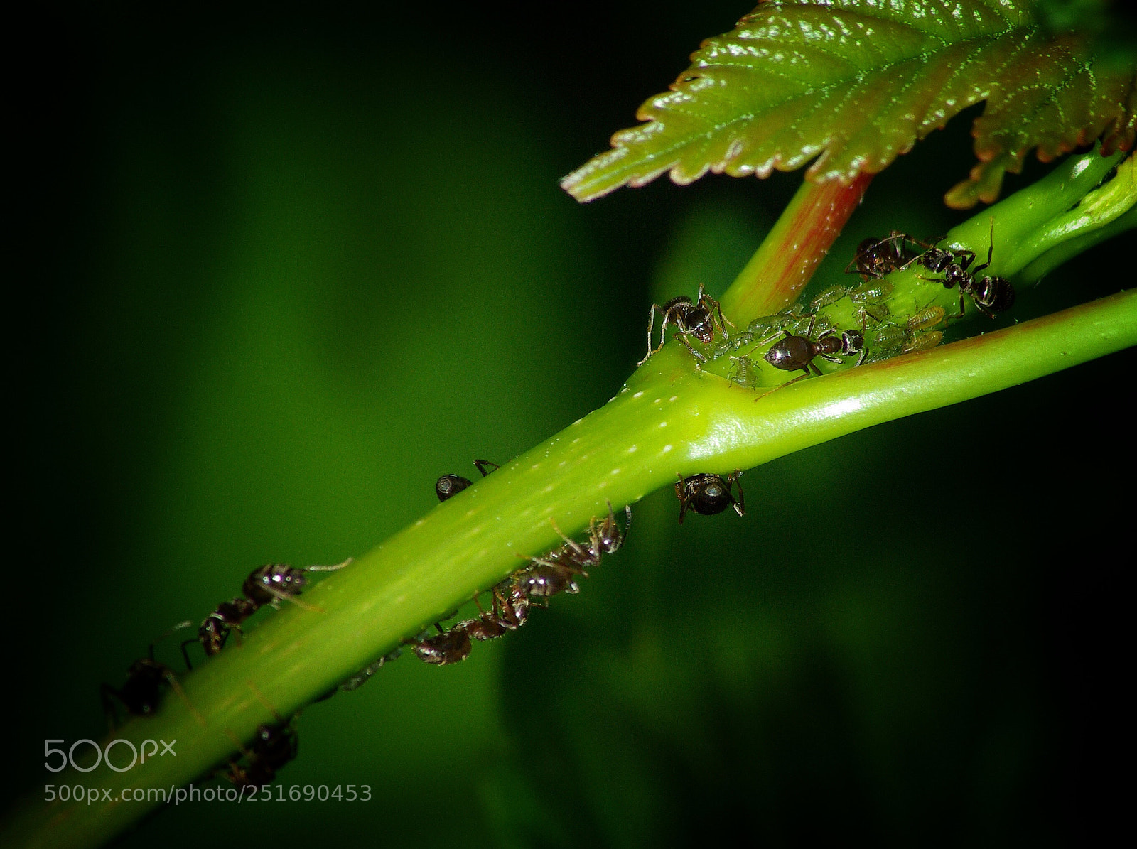Pentax K10D sample photo. Ants photography