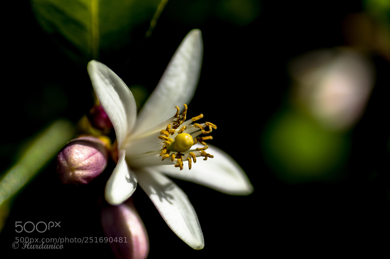 Nikon D5300 sample photo. Soft white photography