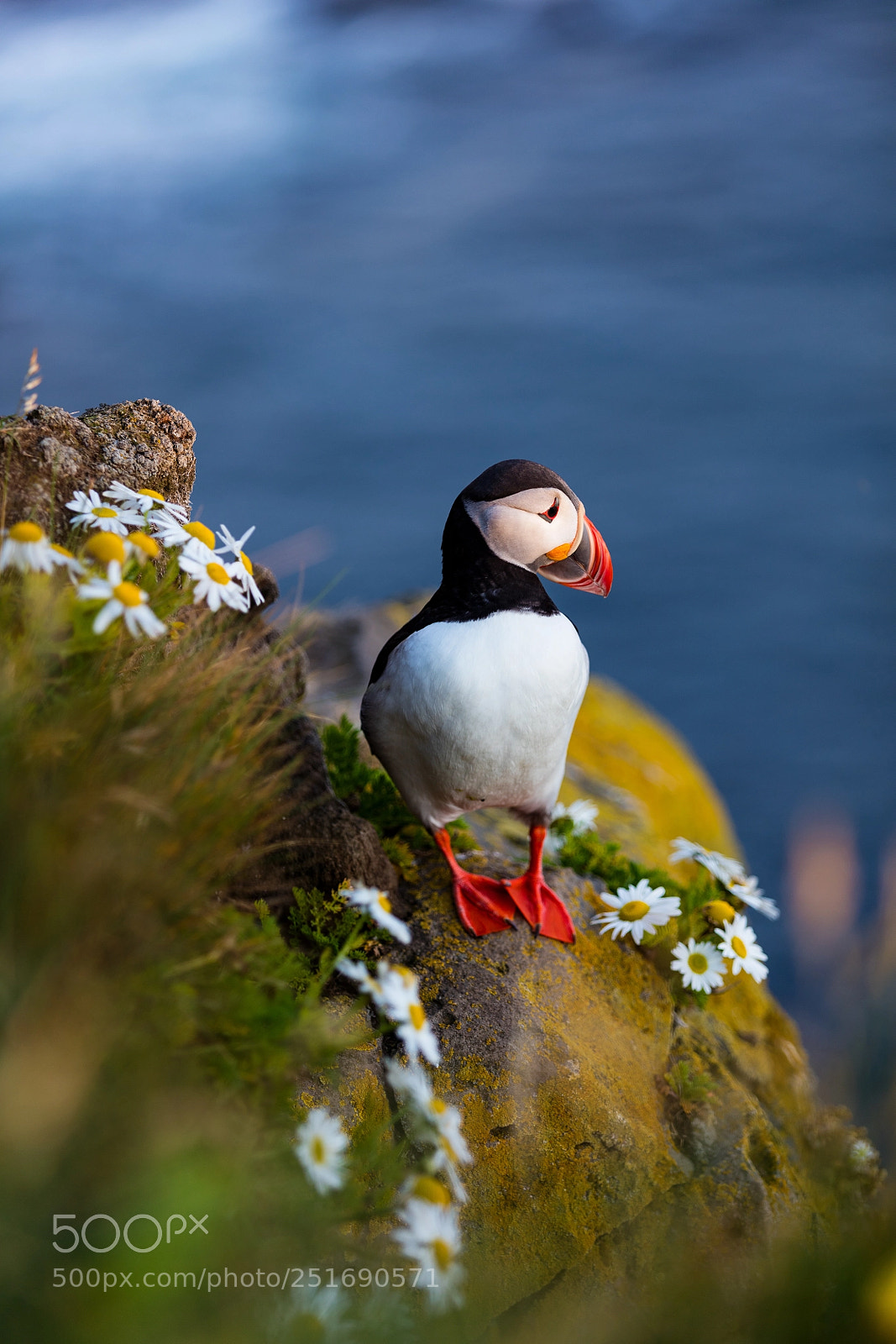 Canon EOS 5DS R sample photo. Puffin photography