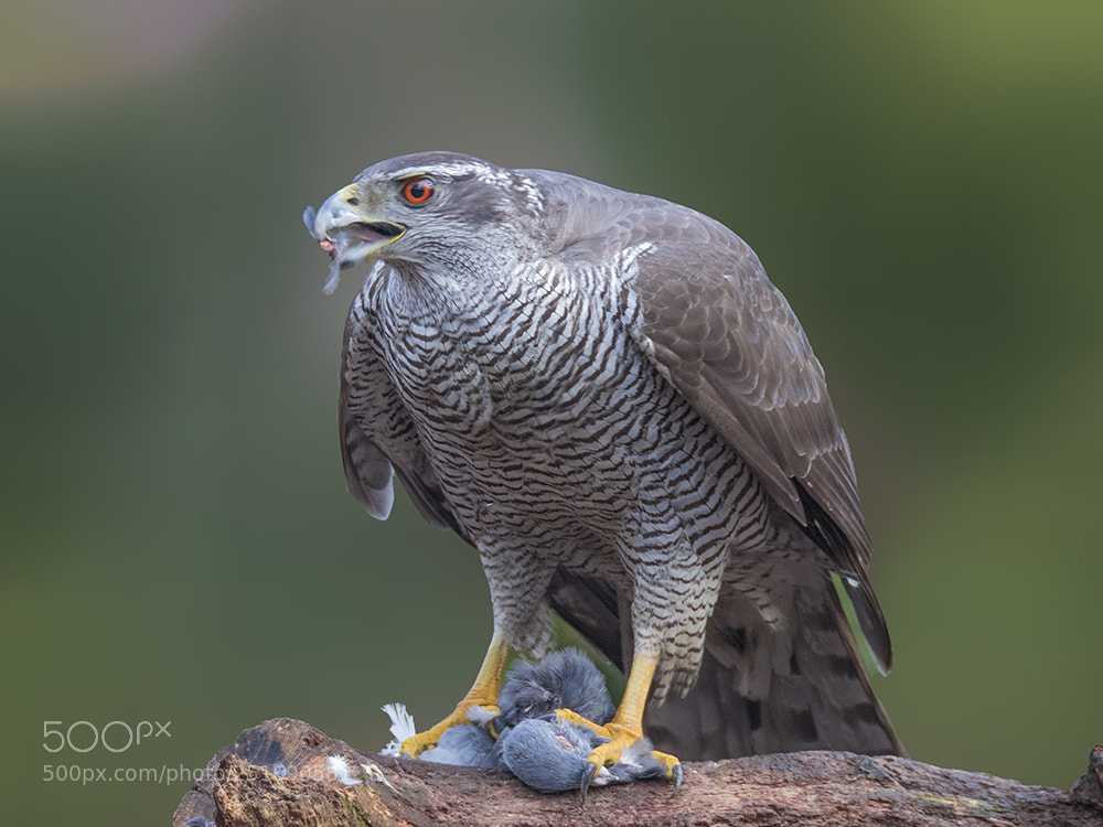 Canon EOS 7D Mark II sample photo. Havik/northern goshawk photography