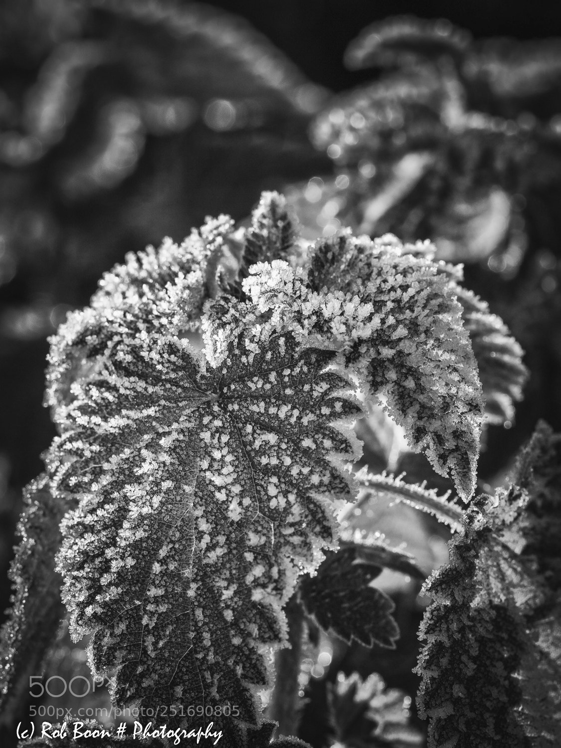 Canon EOS 5D Mark II sample photo. A frosty nettle photography