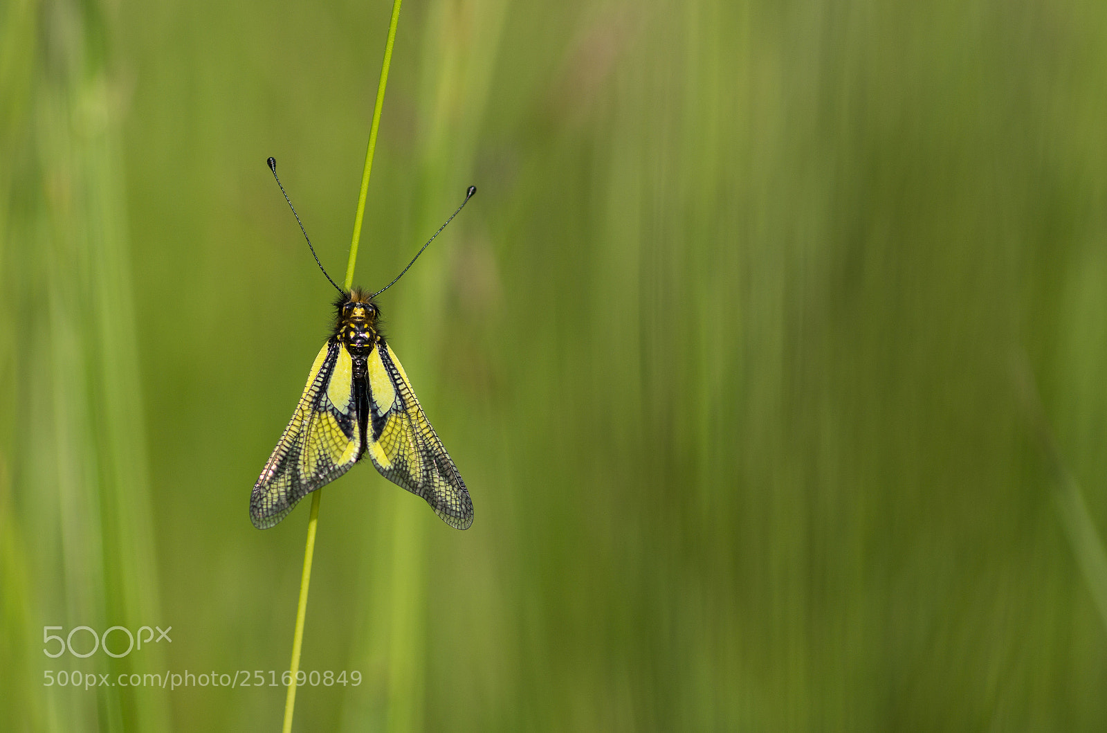 Pentax K-5 sample photo. Owlfly photography