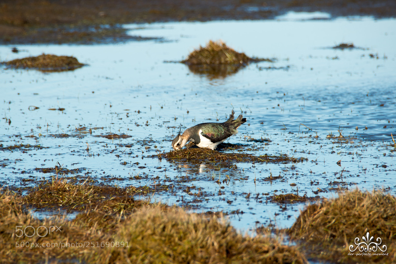 Nikon D800E sample photo. Lapwing photography