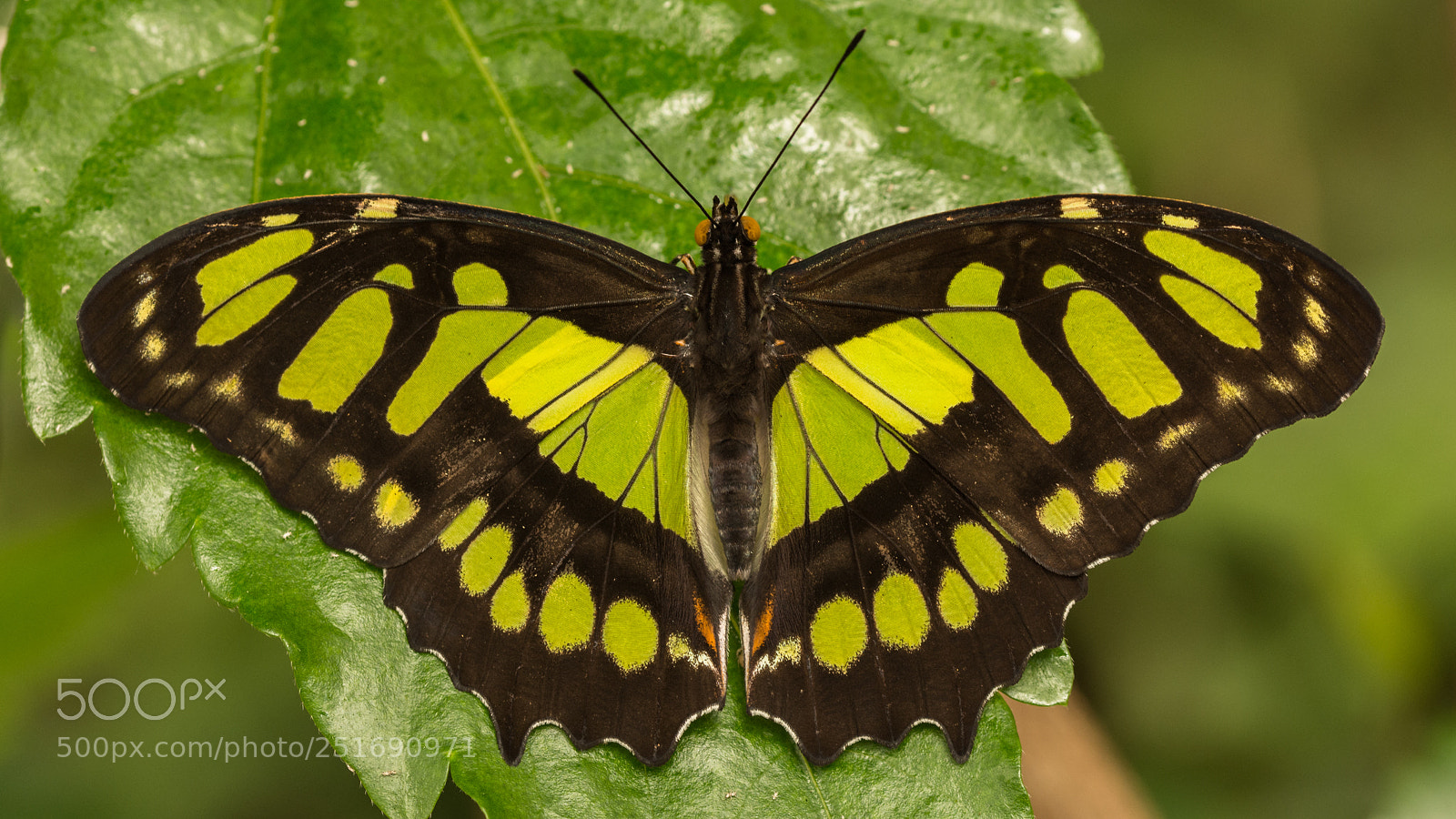 Nikon D7200 sample photo. Malachite photography