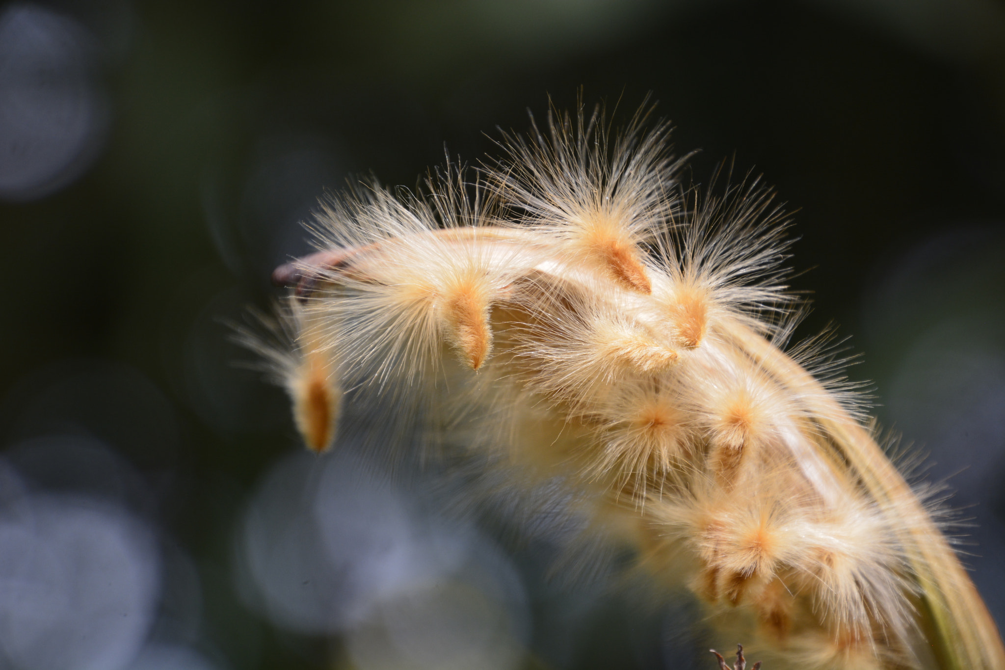 Nikon D5200 sample photo. Suavidad photography