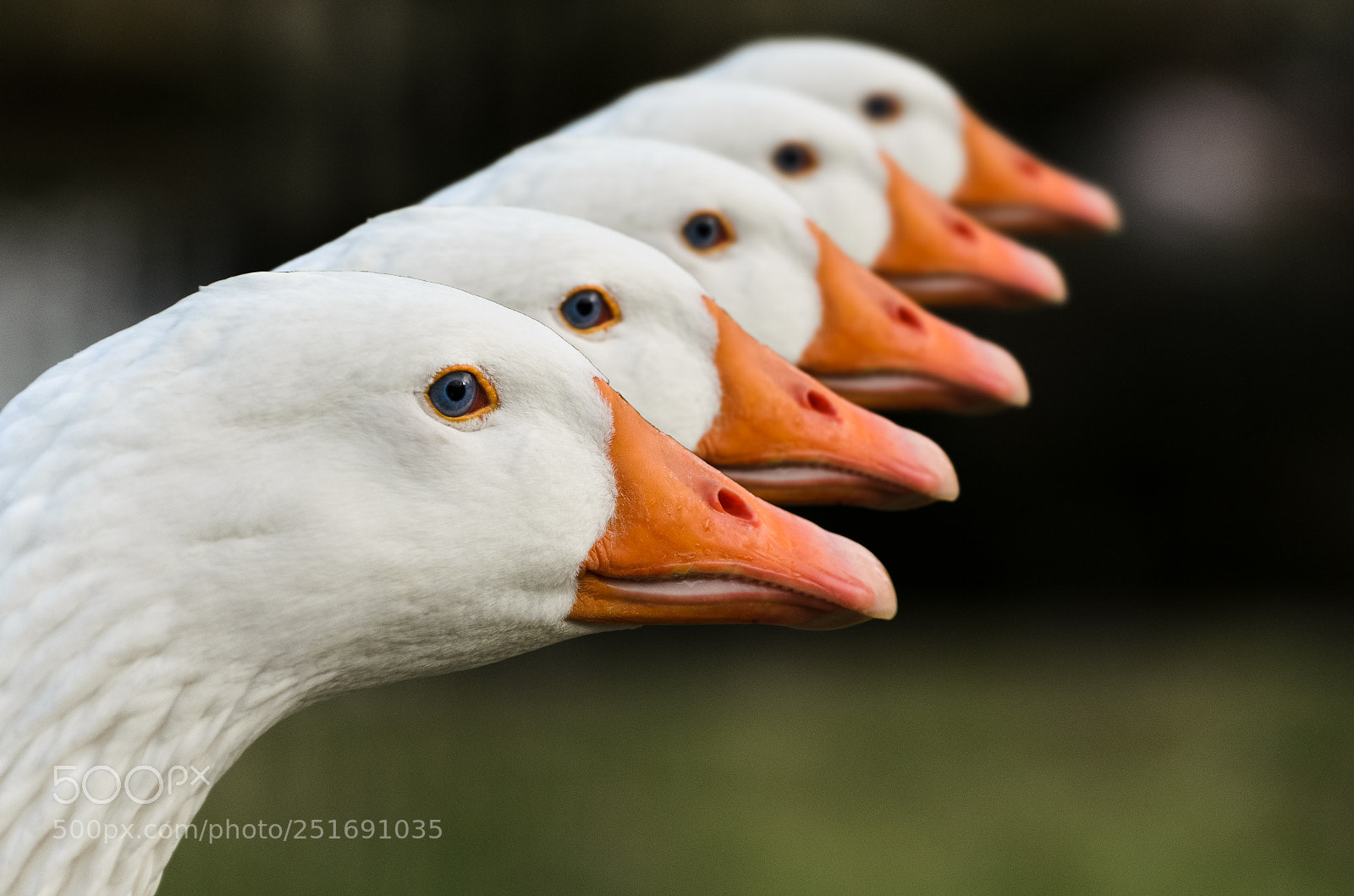 Nikon D5100 sample photo. Repetition photography