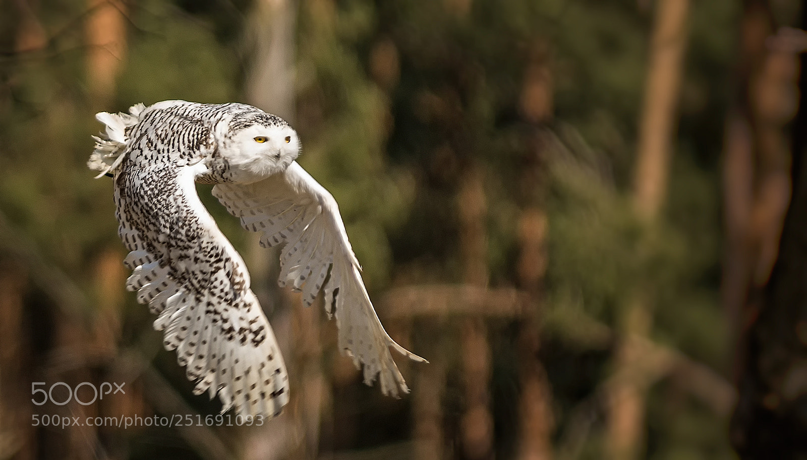 Nikon D7200 sample photo. Schnee-eule photography