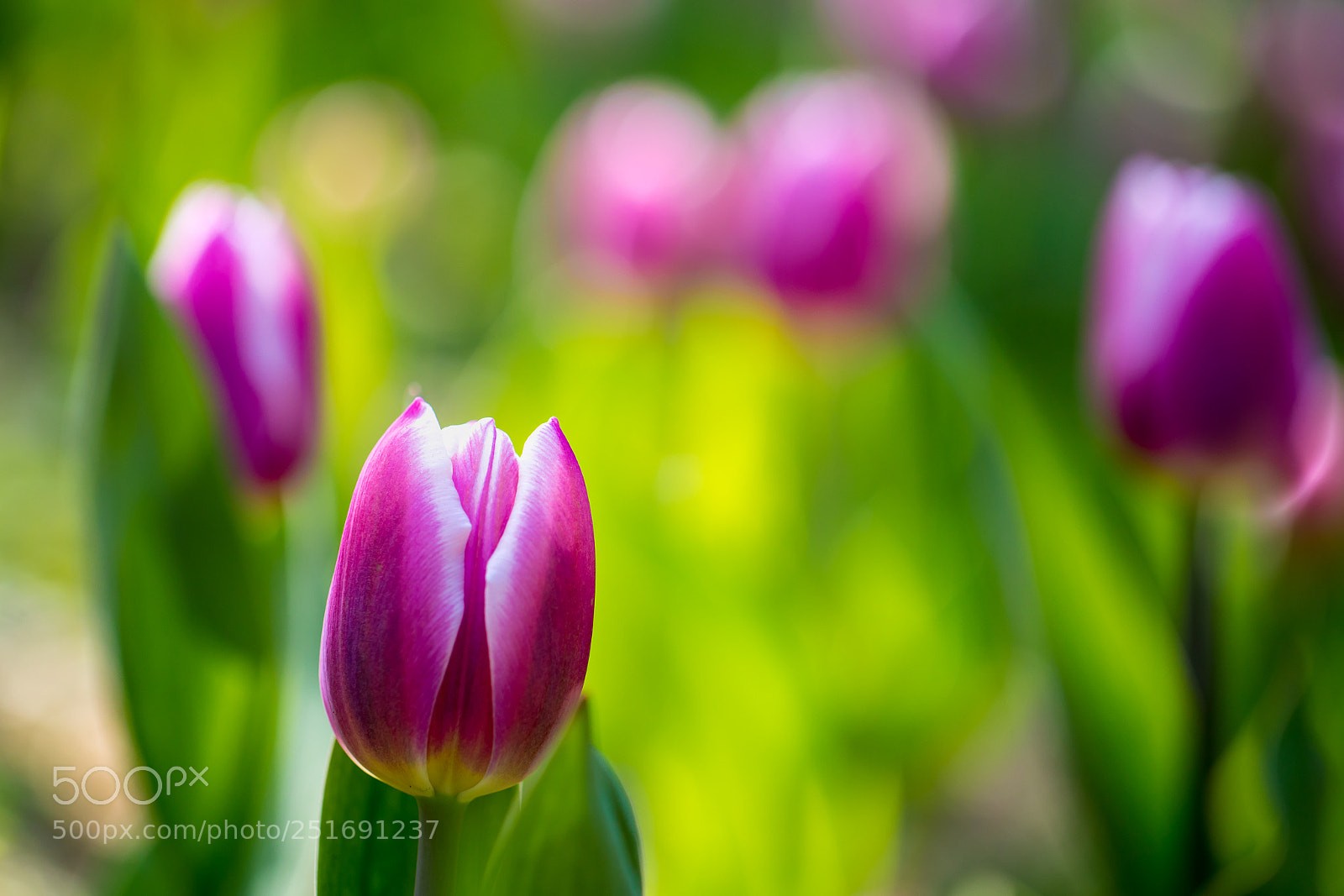 Canon EOS 5D Mark IV sample photo. Flower photography