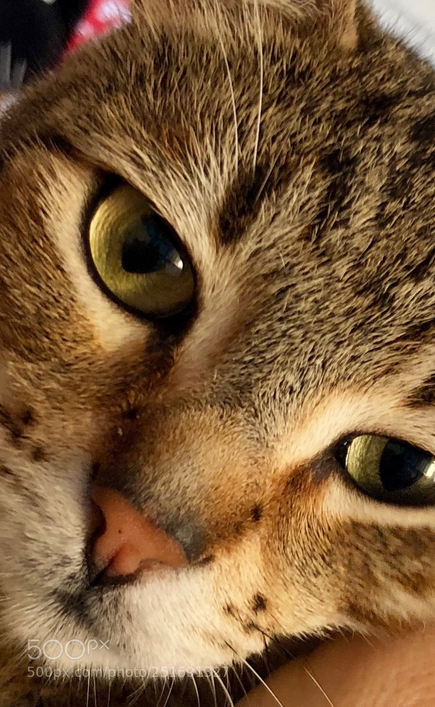 Apple iPhone X sample photo. Untitled photography