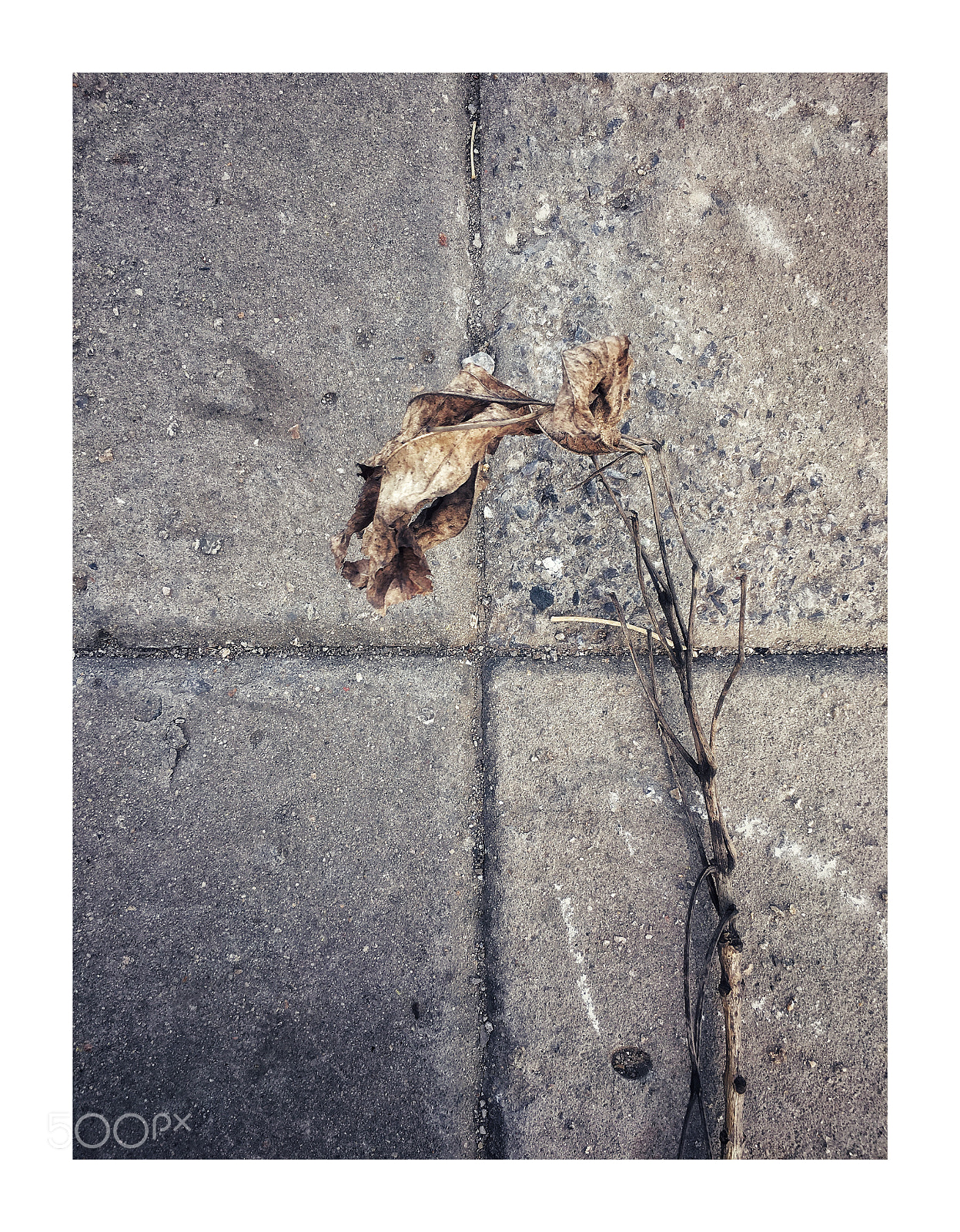 Apple iPhone 6s sample photo. Untitled photography