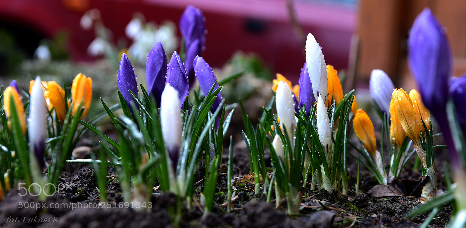 Nikon D7200 sample photo. Krokusy 2018 photography