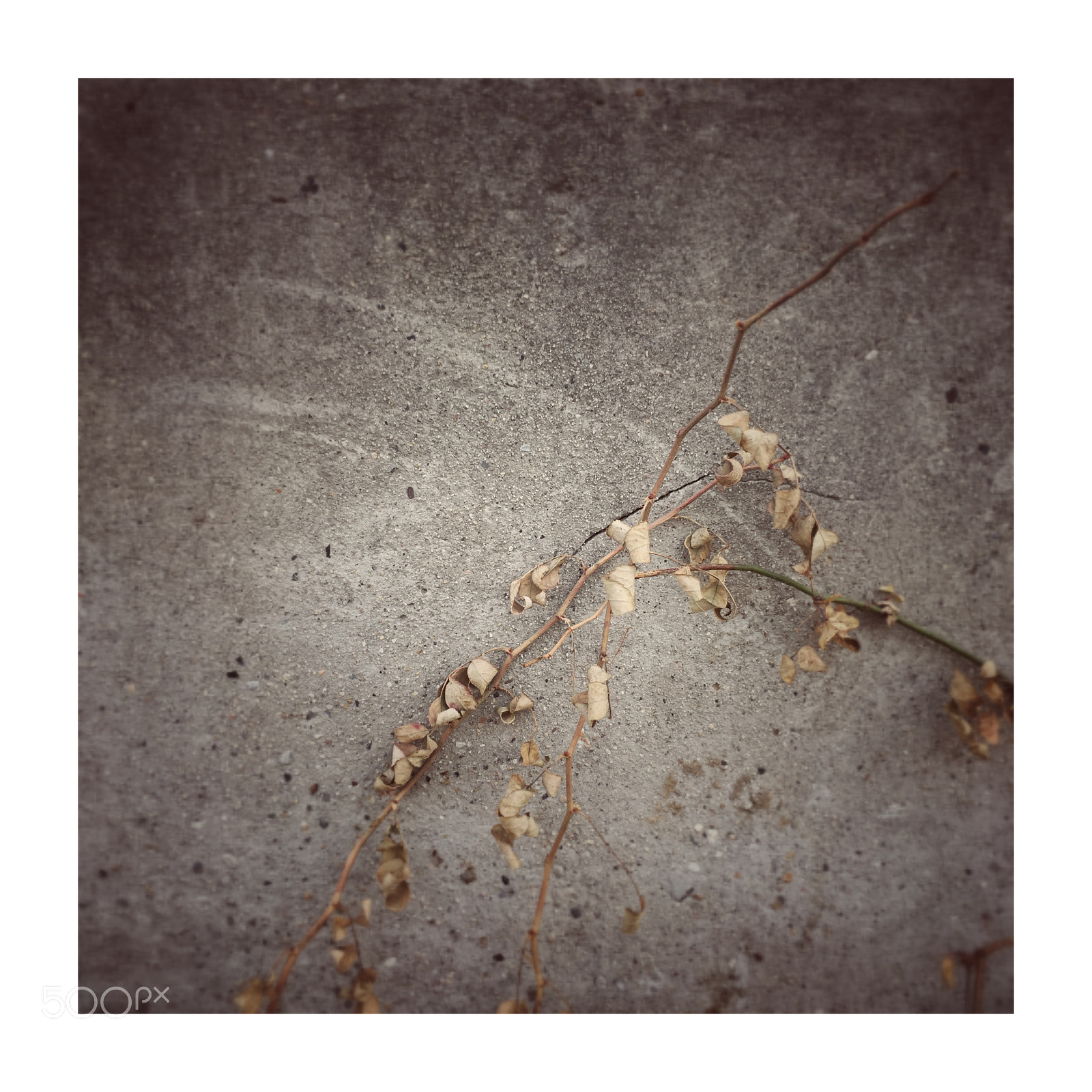 Apple iPhone 6s sample photo. Untitled photography