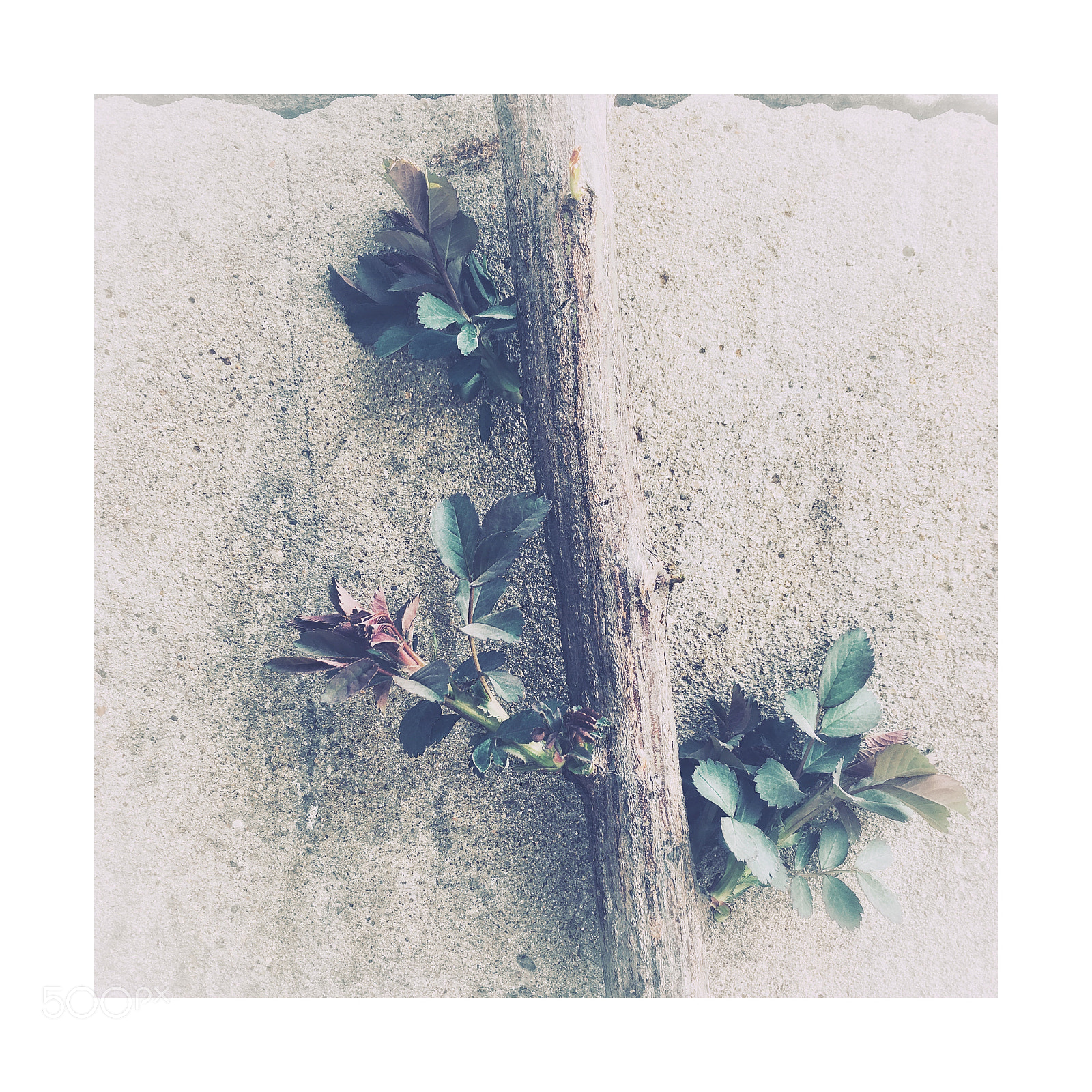 Apple iPhone 6s sample photo. Untitled photography