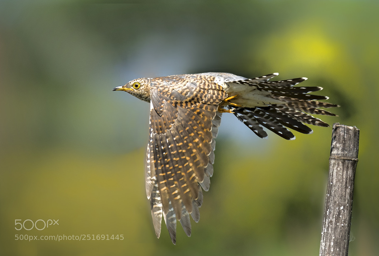 Nikon D500 sample photo. Eurasian cuckoo photography