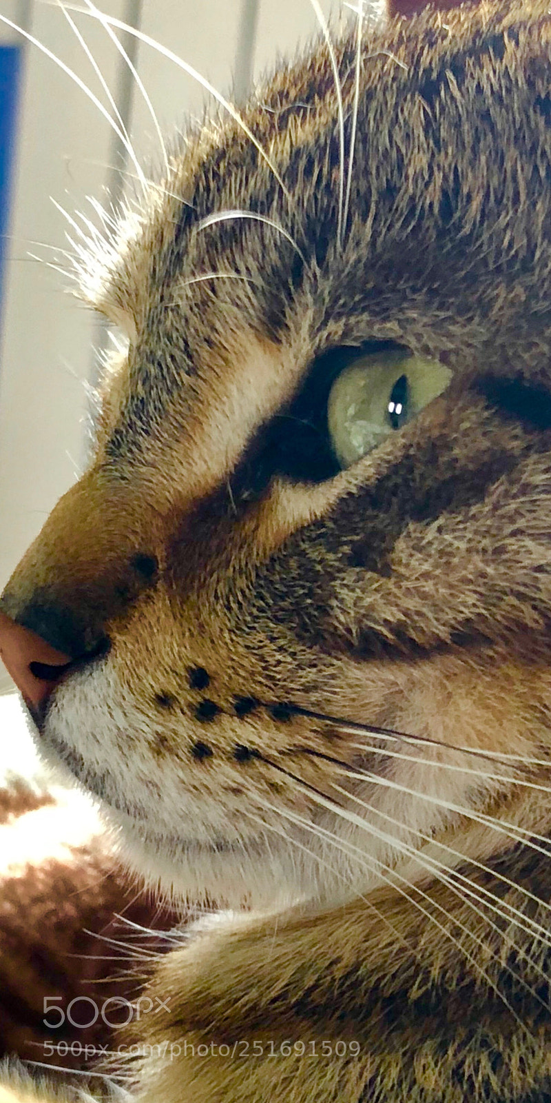 Apple iPhone X sample photo. Untitled photography