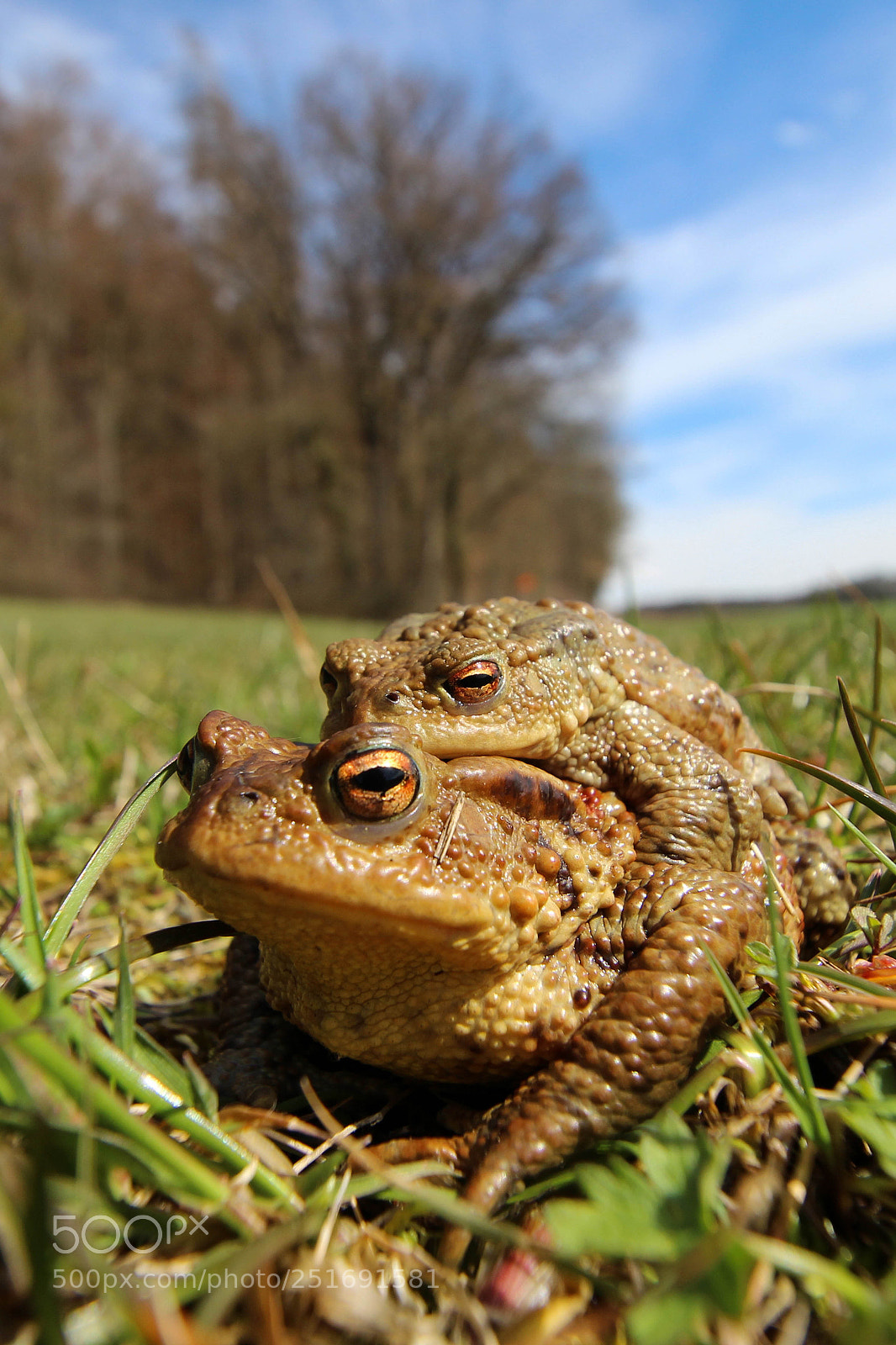 Canon EOS 600D (Rebel EOS T3i / EOS Kiss X5) sample photo. Frogs photography