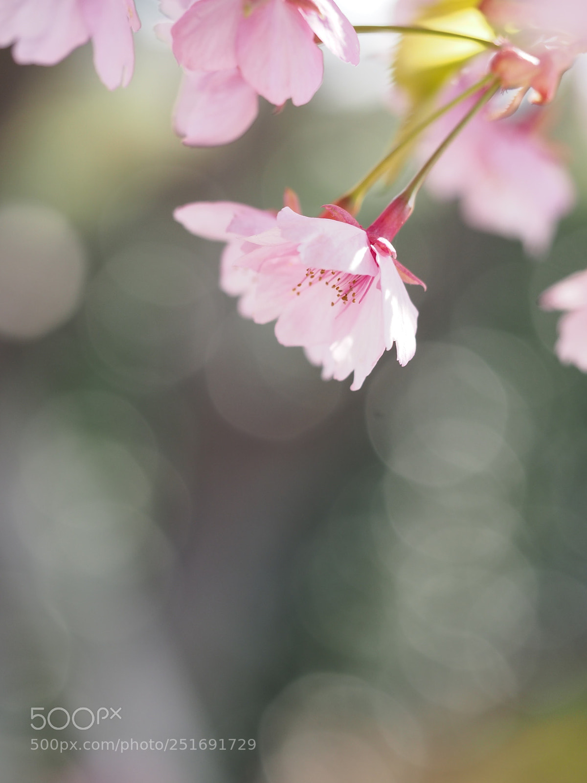 Olympus OM-D E-M5 sample photo. Spring photography