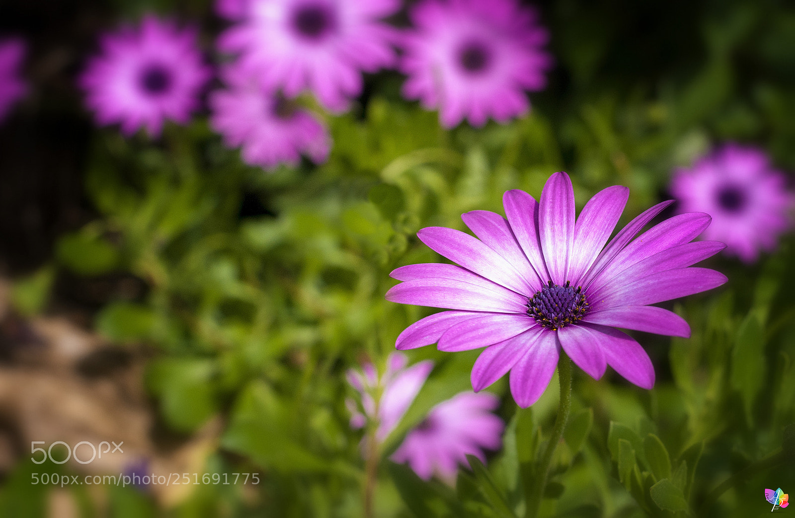Nikon D300 sample photo. Purple flower photography