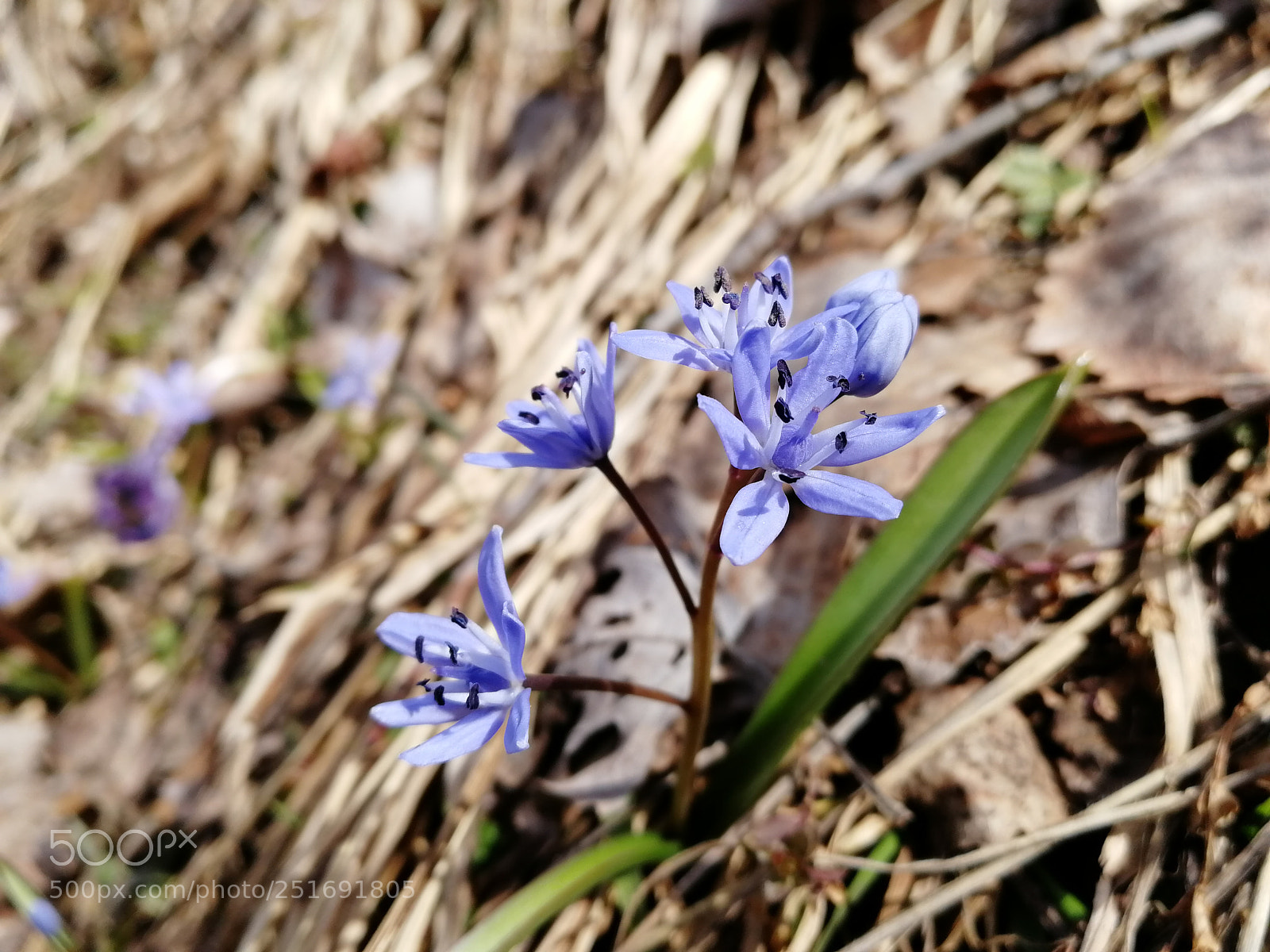 HUAWEI Honor 9 sample photo. Blue flower photography